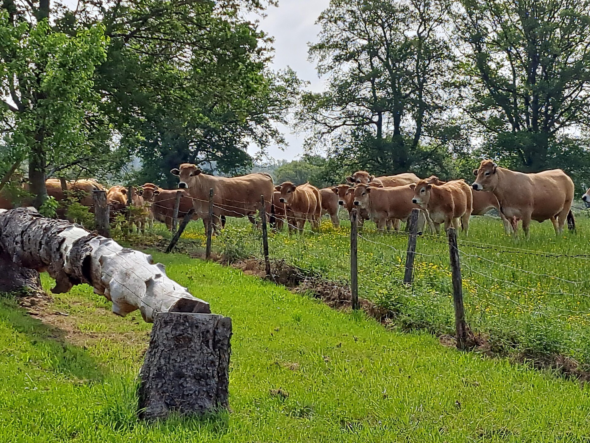 Sfeervol vrijstaand groepshuis voor 8 in de bossen bij Vieure, op 300m van meer - foto 22