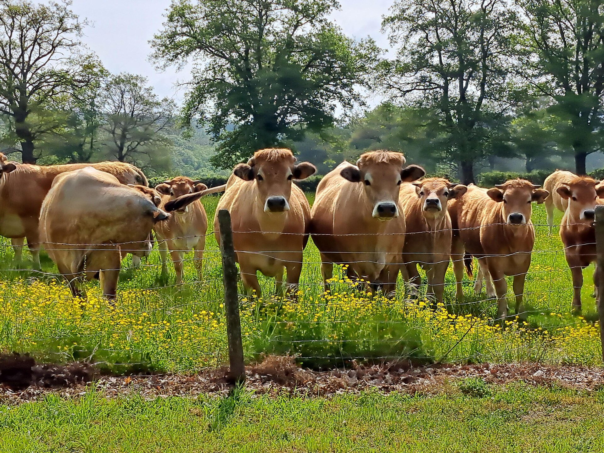 Sfeervol vrijstaand groepshuis voor 8 in de bossen bij Vieure, op 300m van meer - foto 33