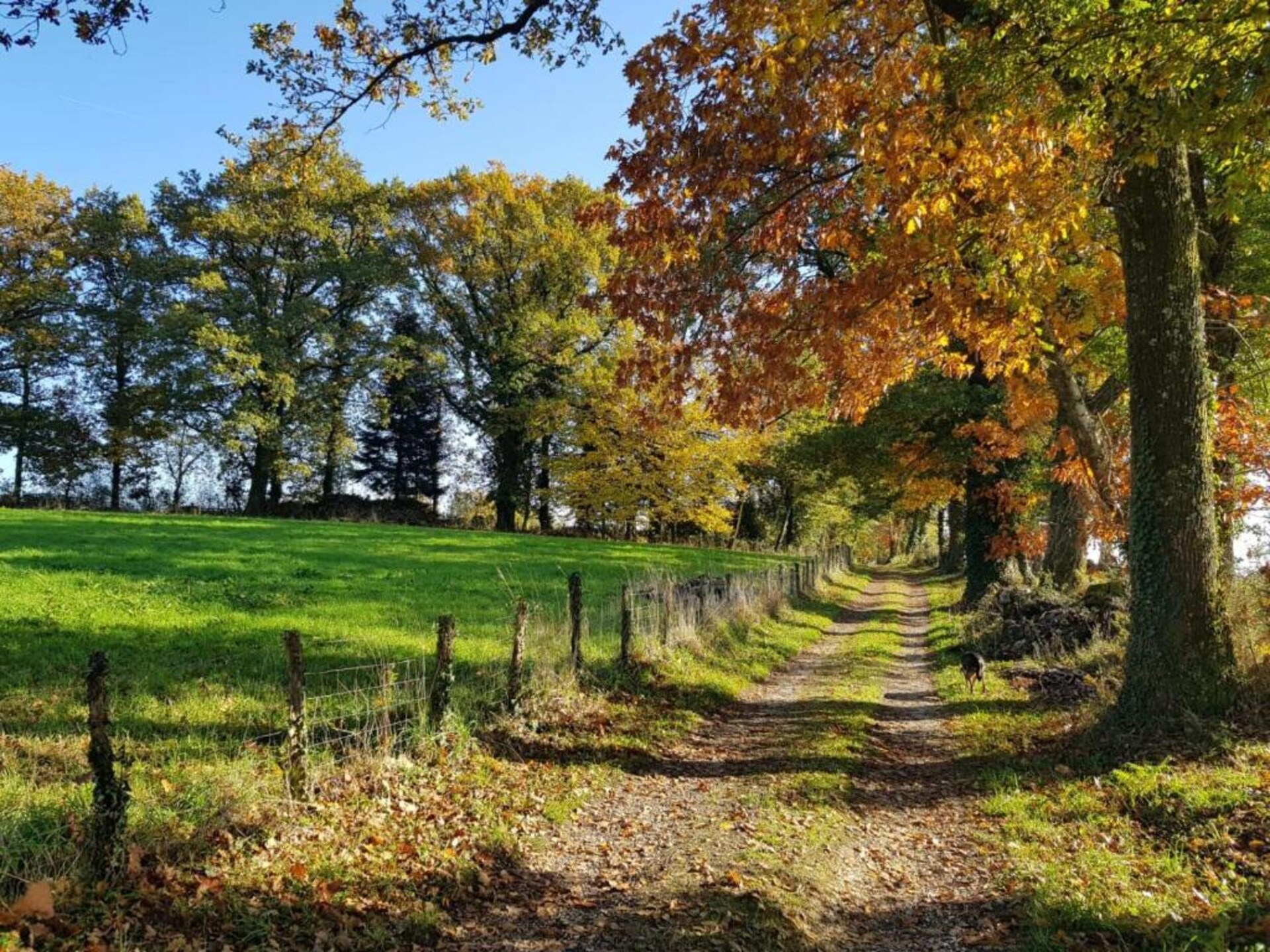 Domaine de Bellac: 6 gîtes voor 32 personen met zwembad bij Roussines - foto 38