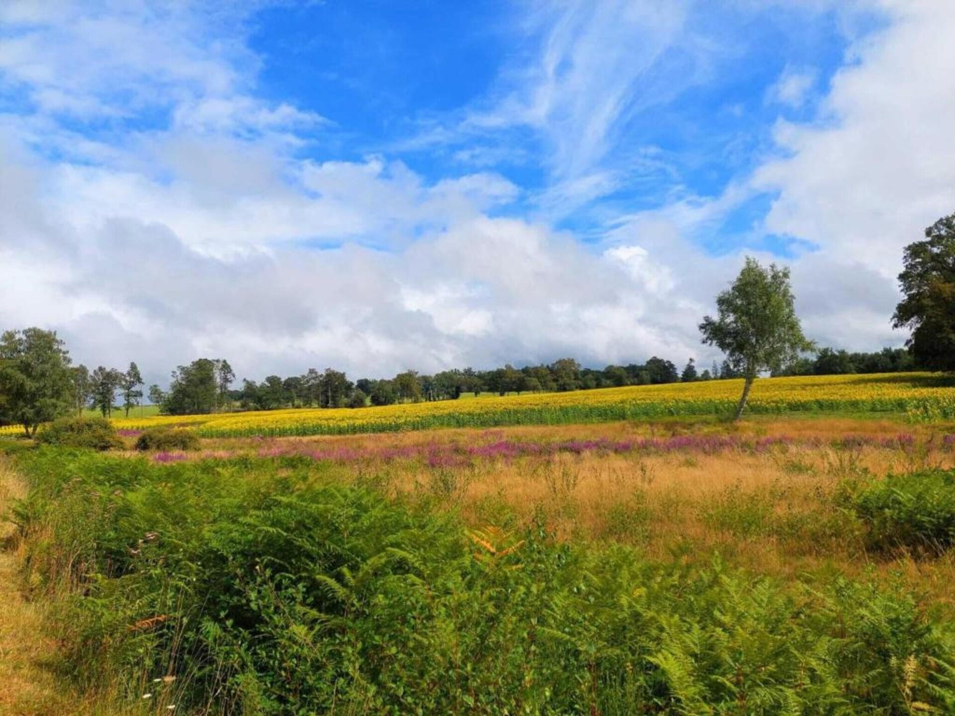 Domaine de Bellac: 6 gîtes voor 32 personen met zwembad bij Roussines - foto 39