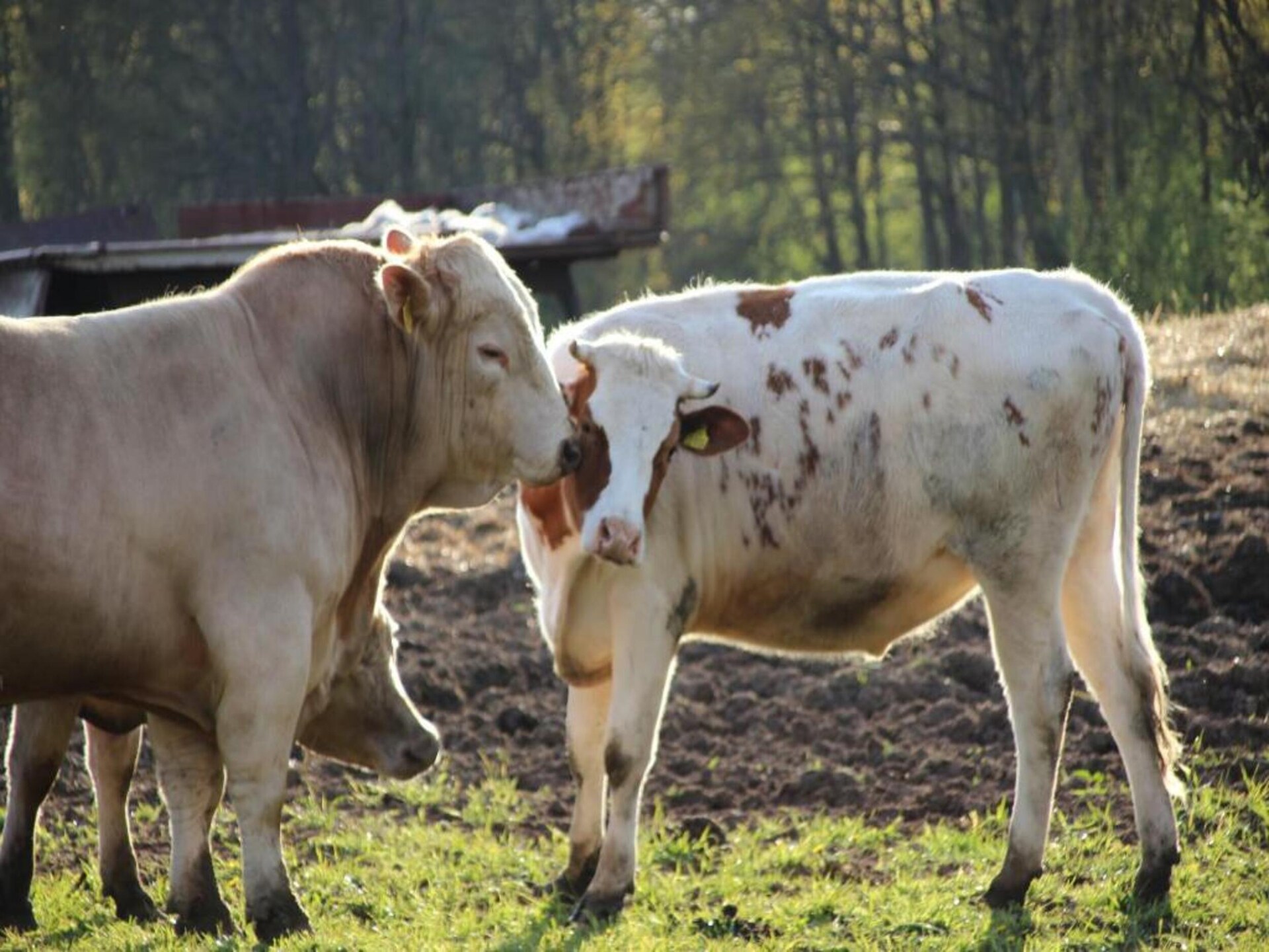 Waldblick: vrijstaand huis aan de bosrand in Schmogrow-Fehrow - foto 27
