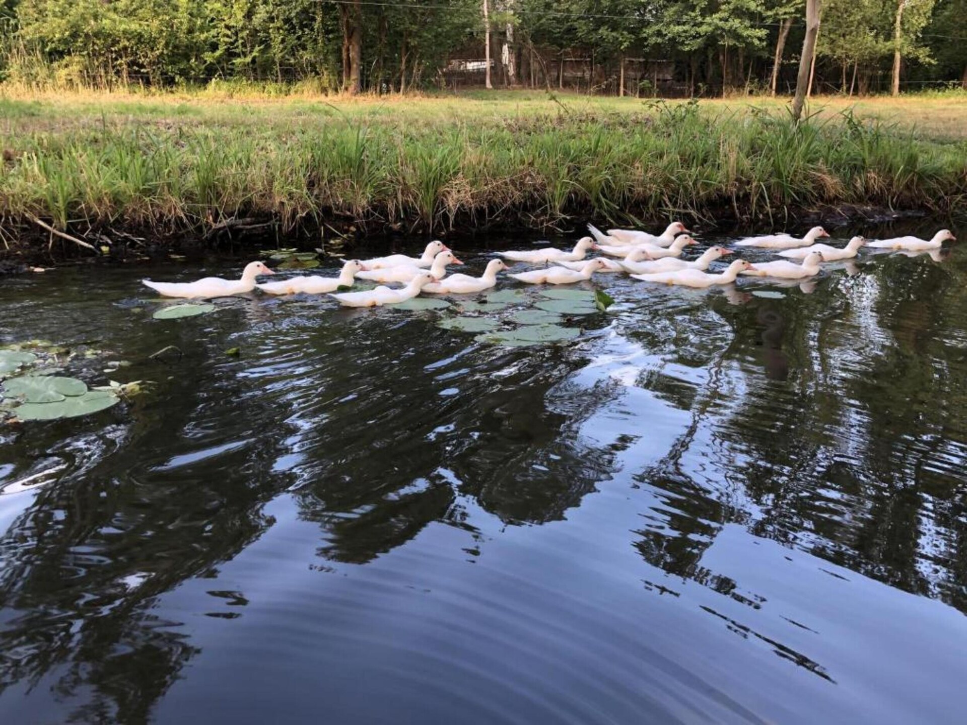 Waldblick: vrijstaand huis aan de bosrand in Schmogrow-Fehrow - foto 24