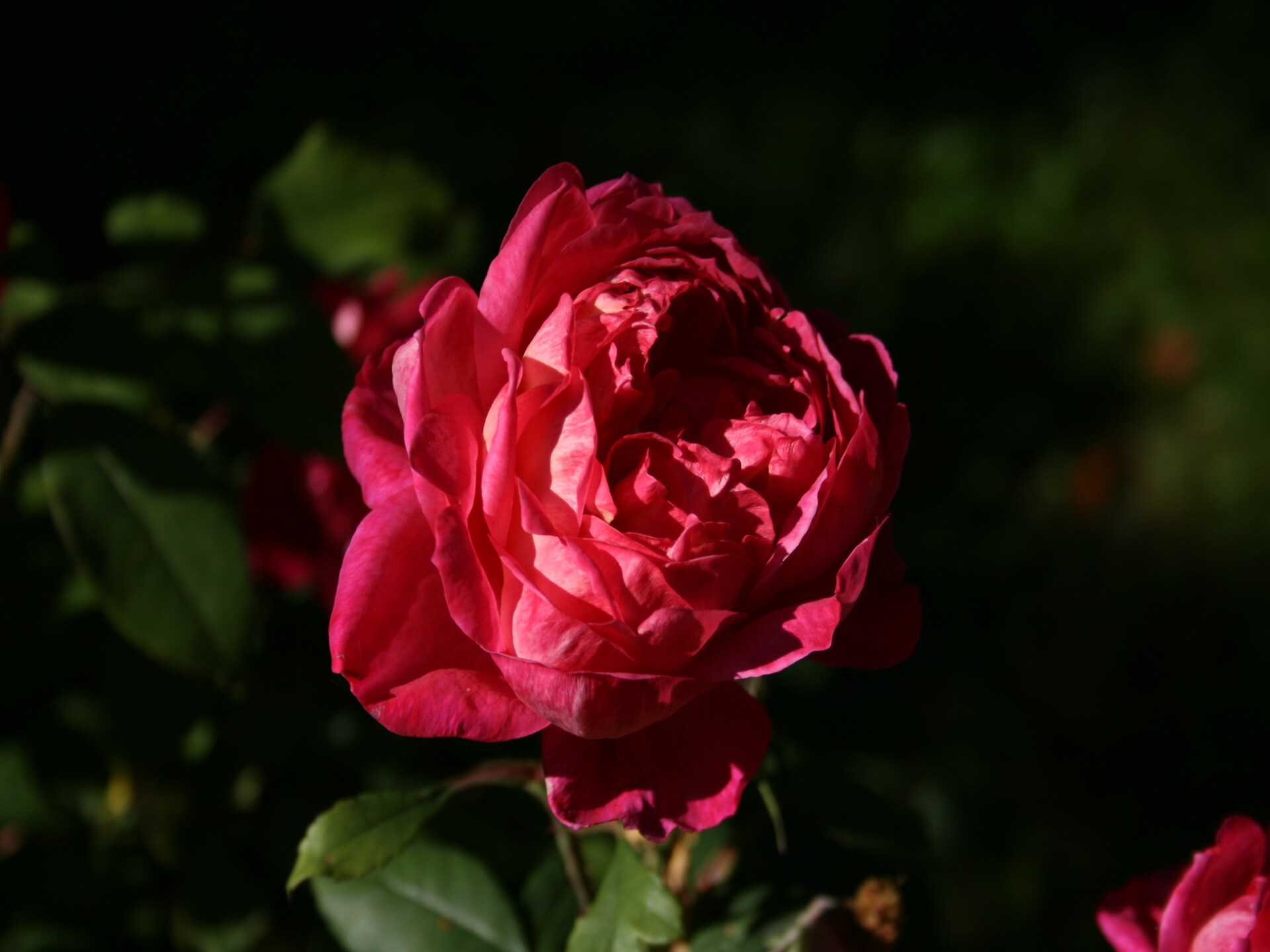 Knus boshuisje voor 2 in het Knüllgebergte met tuin - foto 23