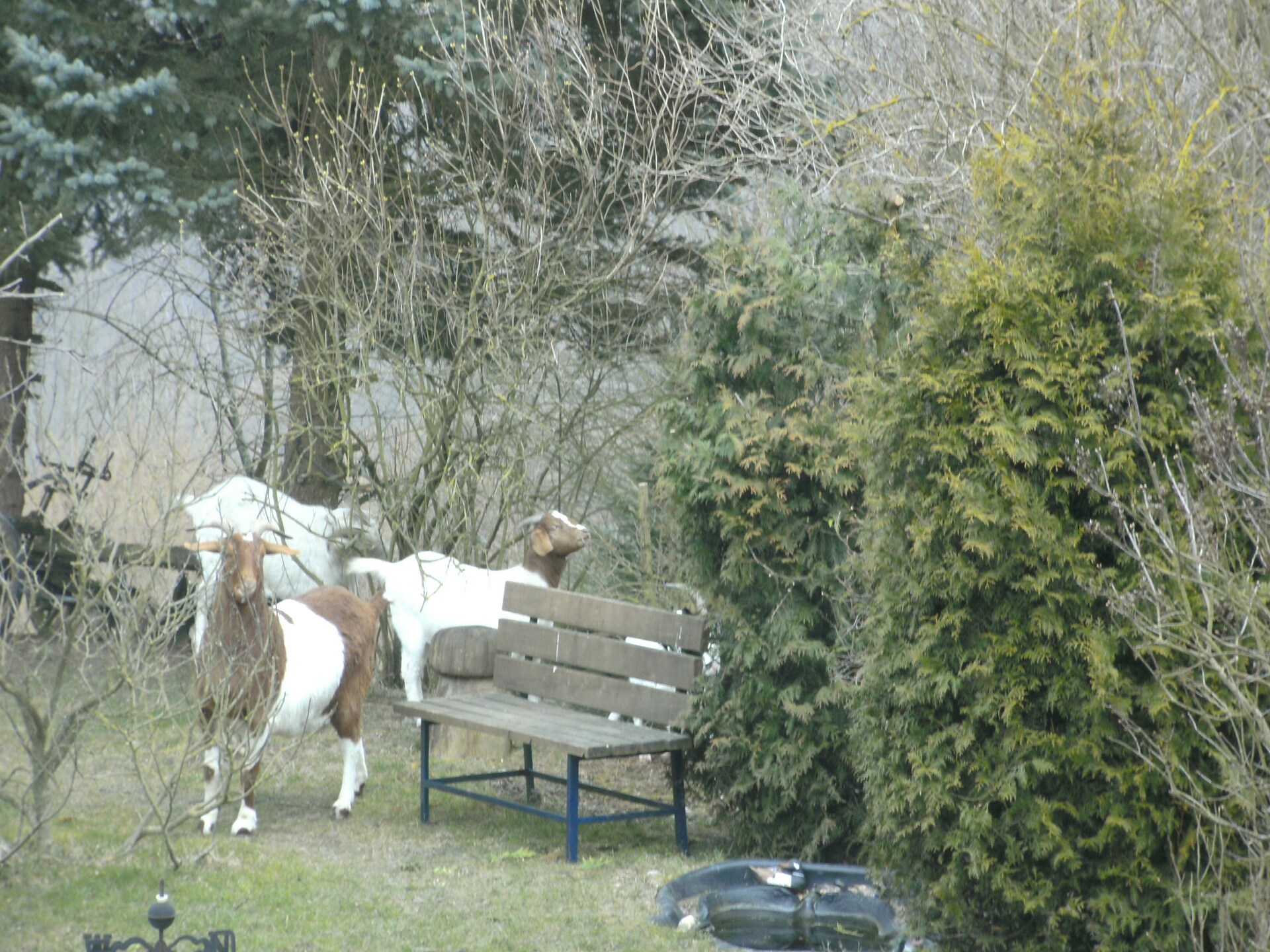 Landhuis Hubertusstube: 5 pers. vakantiehuis met tuin in Morbach-Riedenburg - foto 19