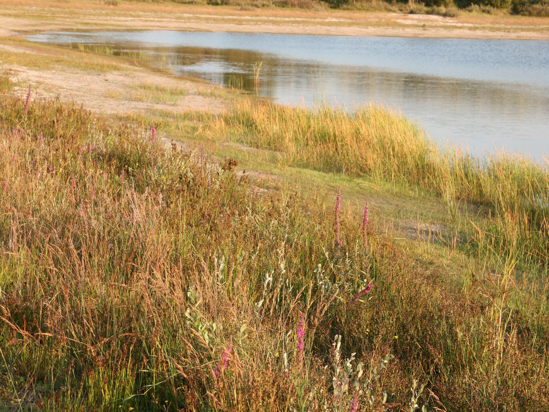 Vrijstaand vakantiehuis in Schoorl met tuin, dichtbij duinen en strand - foto 18