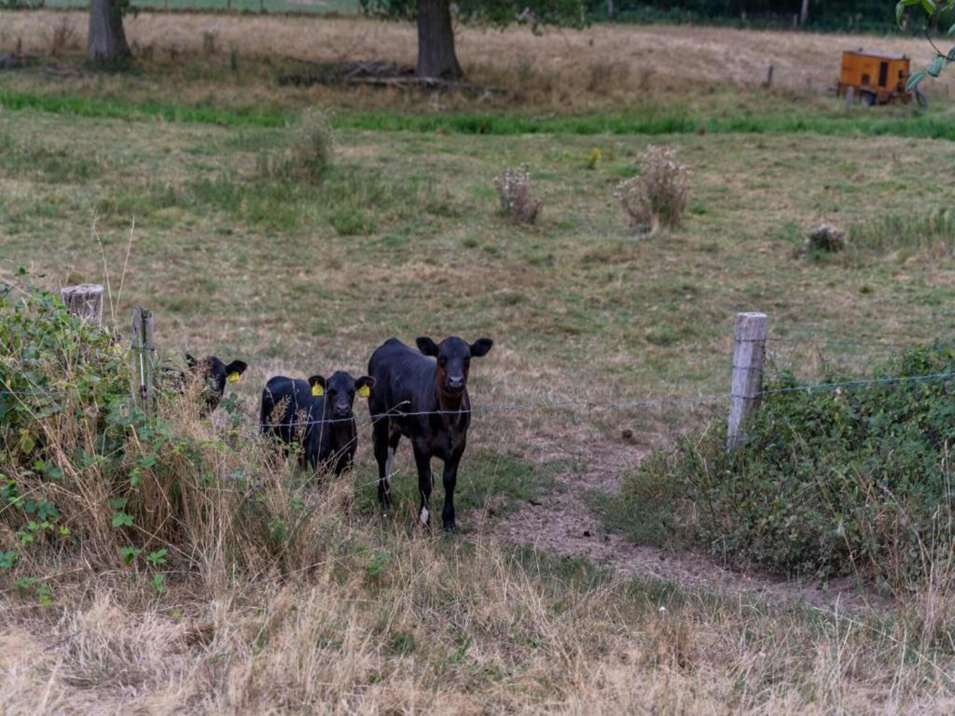 Limburgse vakantieboerderij voor 7 personen op Buitenhof De Leistert - foto 39