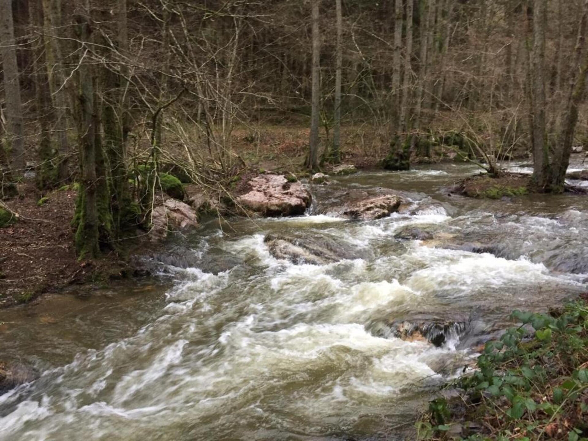 Schwalbennest: Knus appartement in het Hunsrücker bos met dierenweide - foto 30