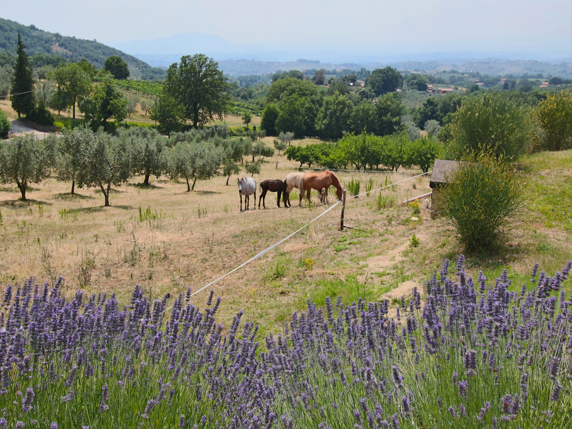 Romantische boerderij Lavanda in heuvels van Casperia met tuin en zwembad - foto 33