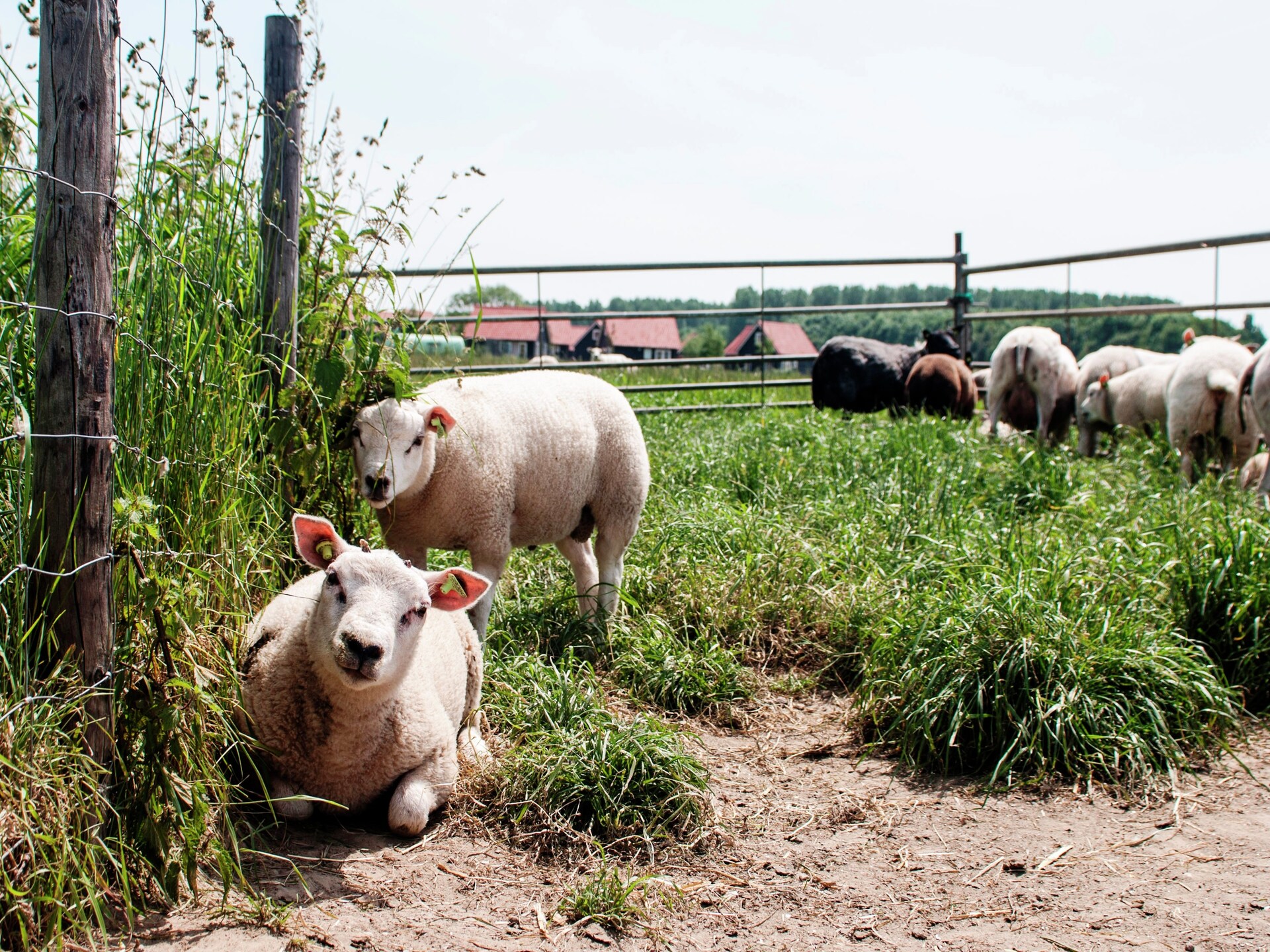 Luxe groepsboerderij Stelhoeve: 30 pers, Zeeland, 14 suites, aan zee - foto 39