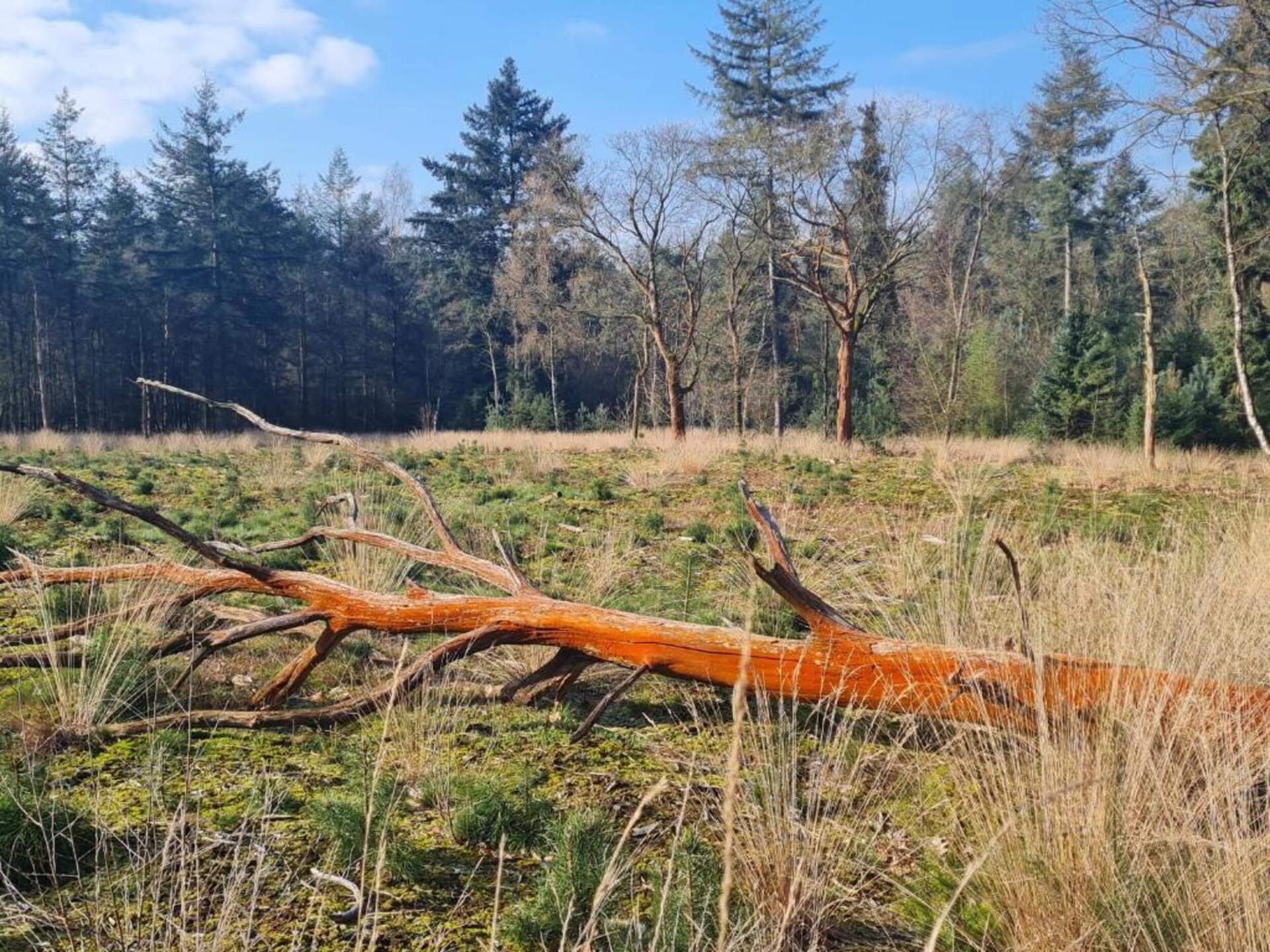 Paradiso: Ruim vakantiehuis voor 20 pers. in Oost-Brabantse natuur - foto 37