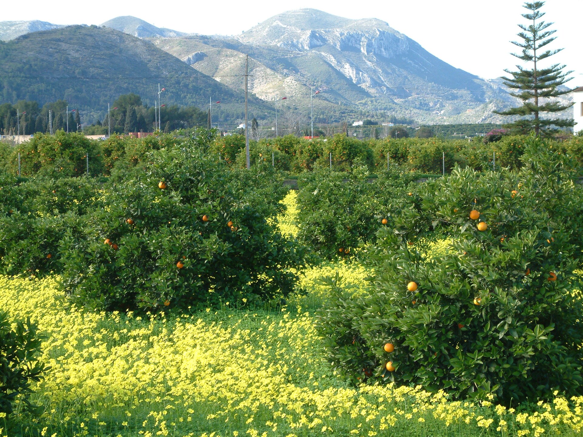 Vrijstaande villa Les Bassetes met privézwembad nabij Denia en natuurreservaat Montgó - foto 34
