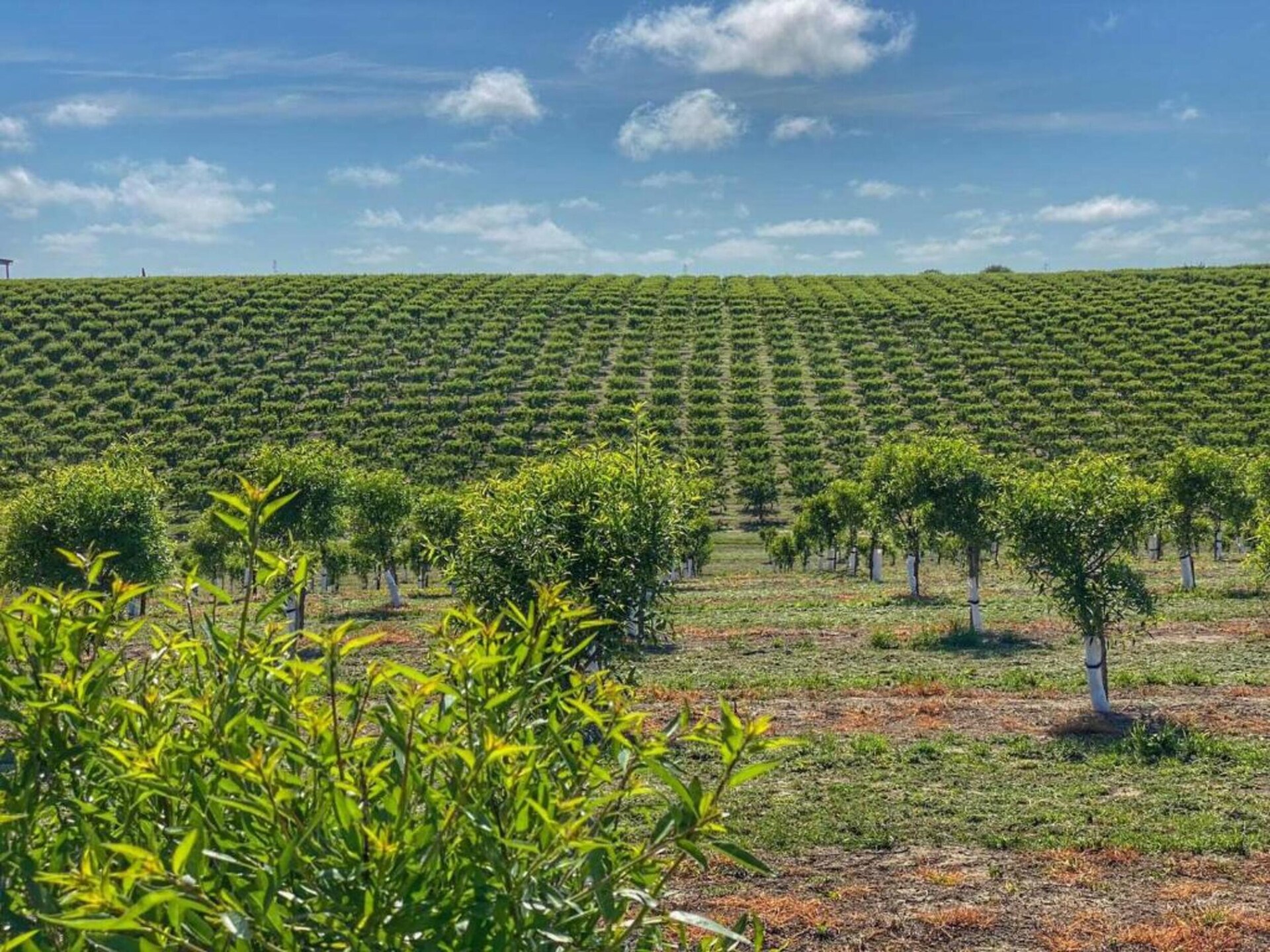 Knusse boerderij Lavanda nabij zee en Vulci in Montalto di Castro - foto 35