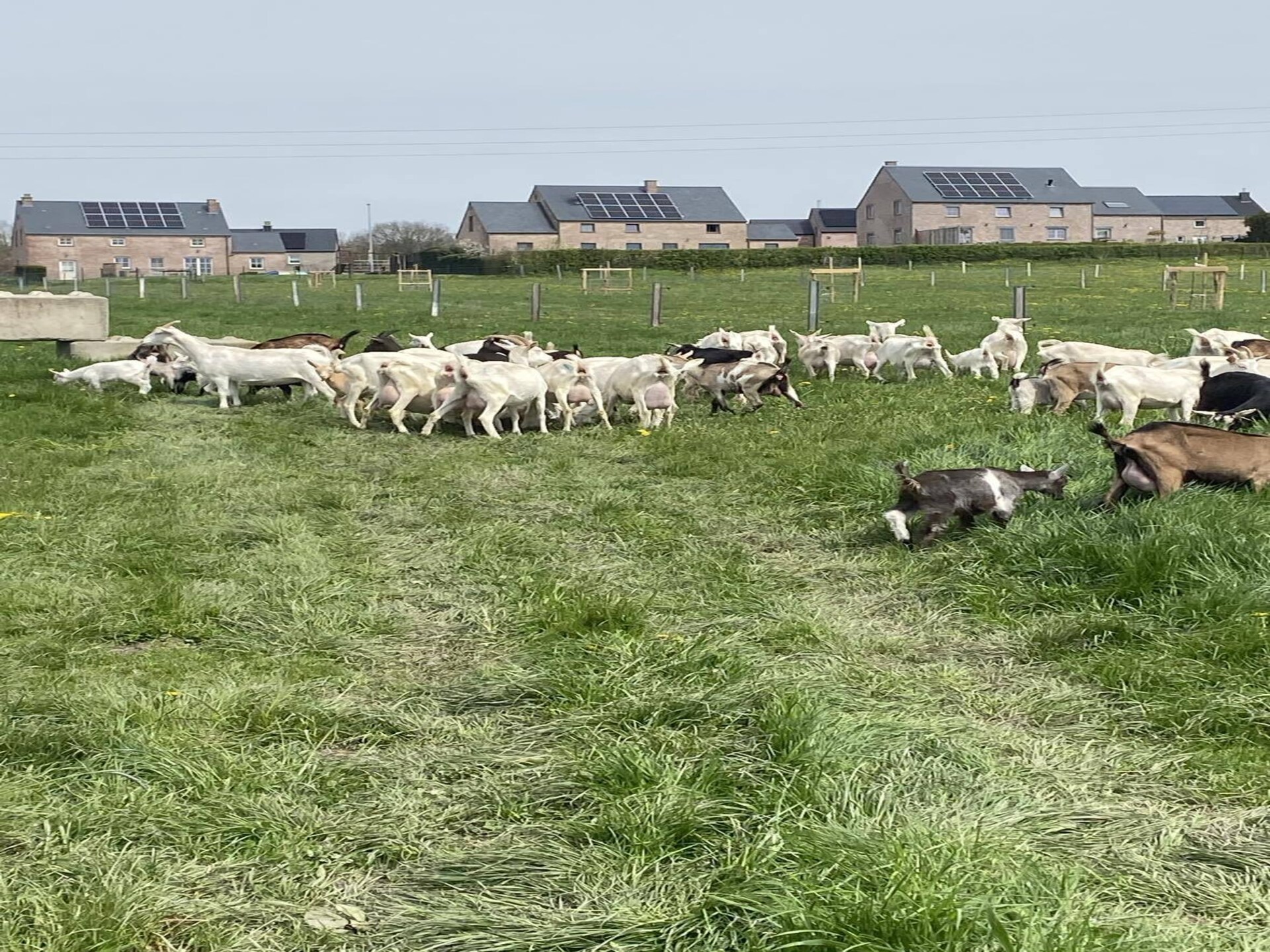 8-persoons vakantiehuis met paardenstalling in Vodelée - foto 42