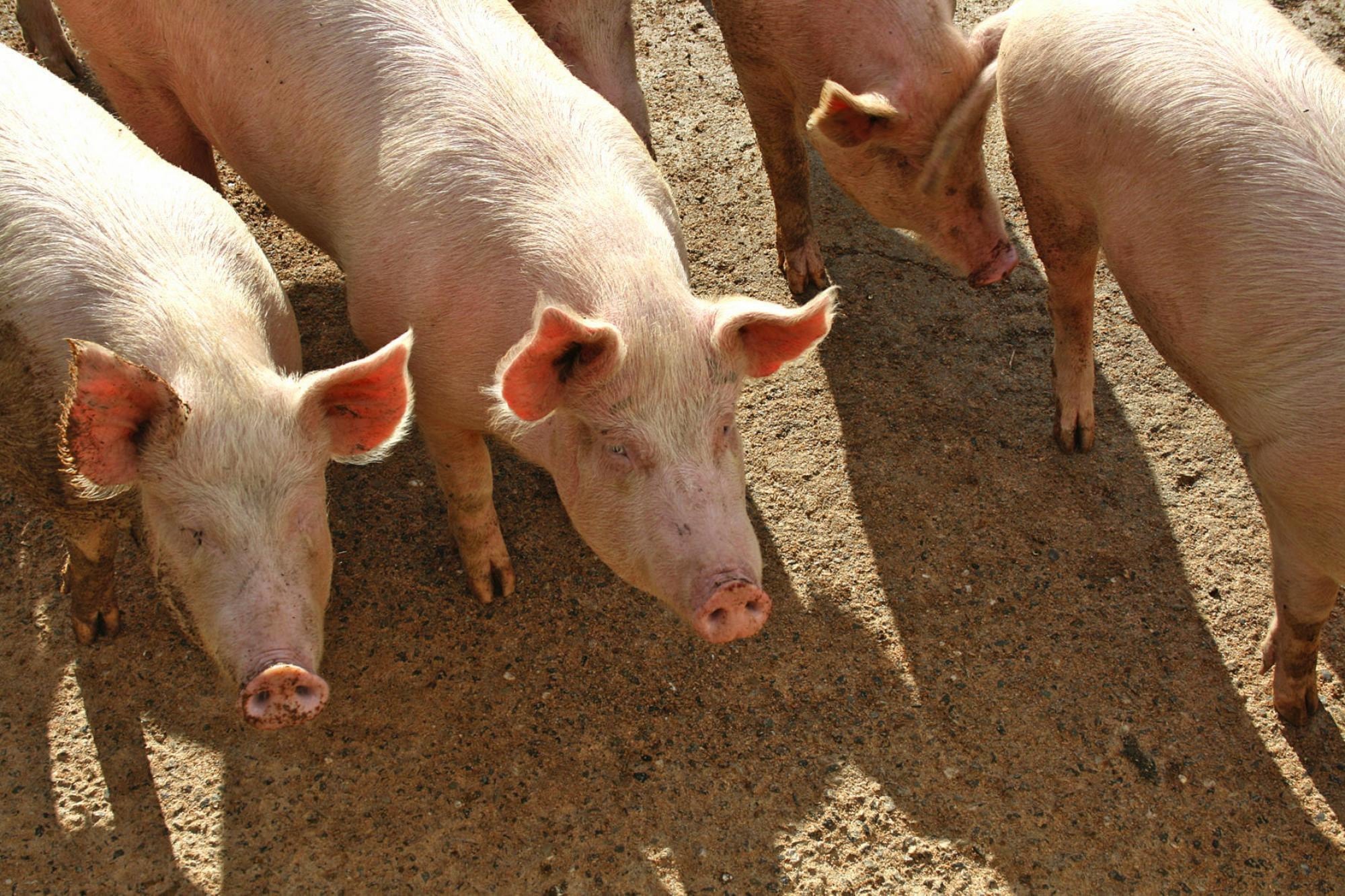Ferienwohnung Agritourismo La Chiusa Chiusdino-Vigna Vecchia