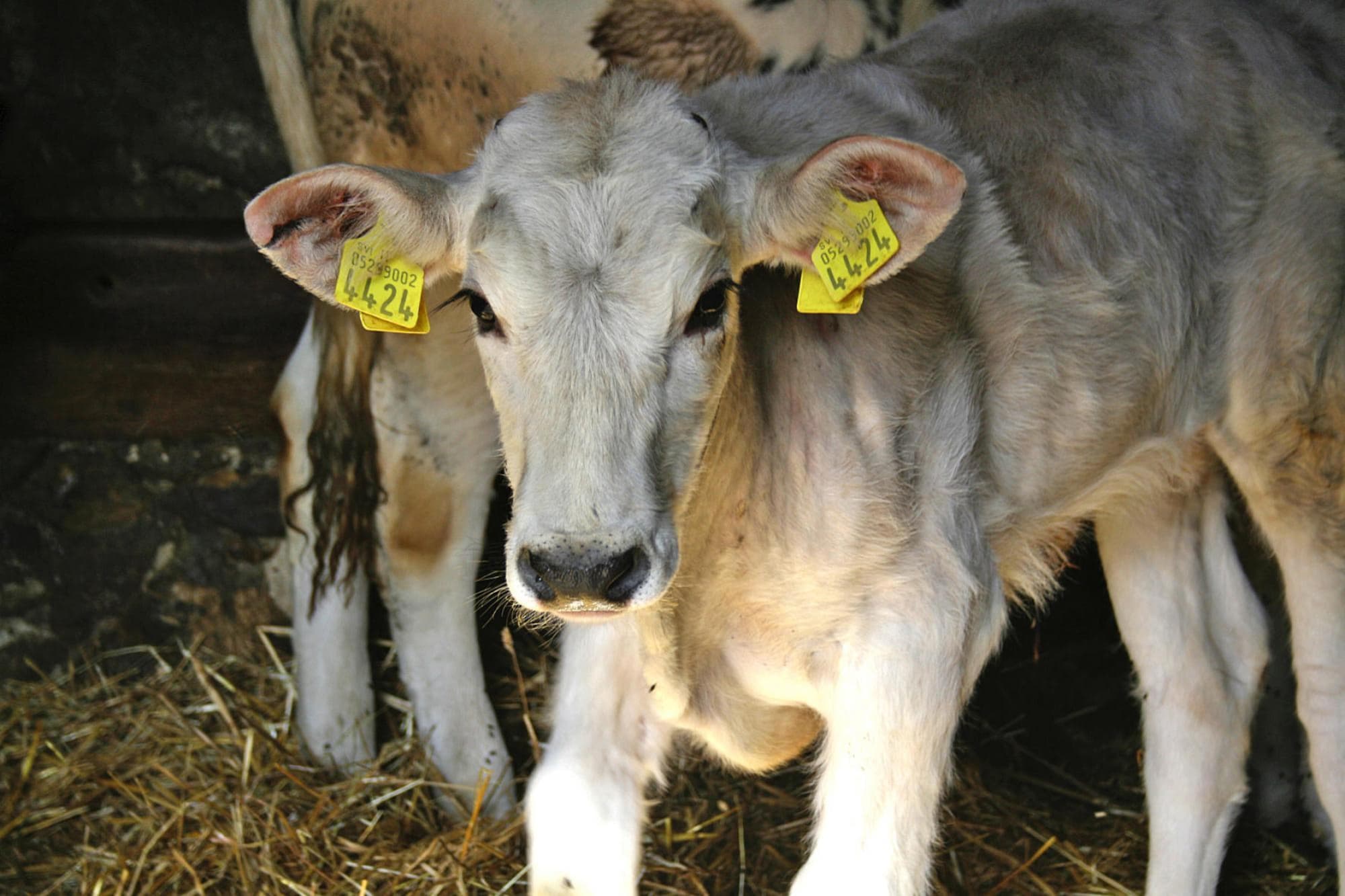 Ferienwohnung Agritourismo La Chiusa Chiusdino-Vigna Vecchia