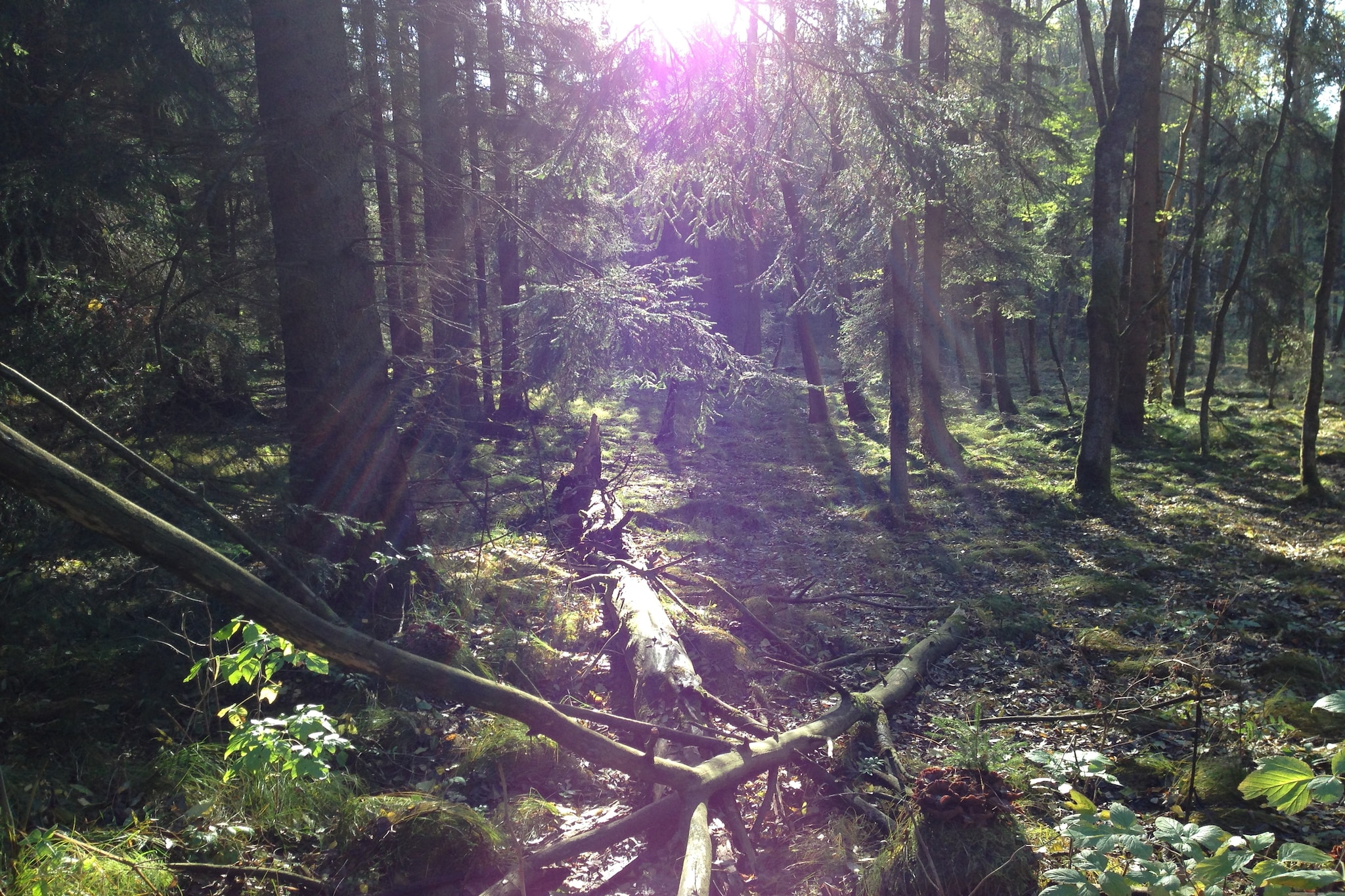 Steinbach-Hallenberg-Gebiete Sommer 20 km