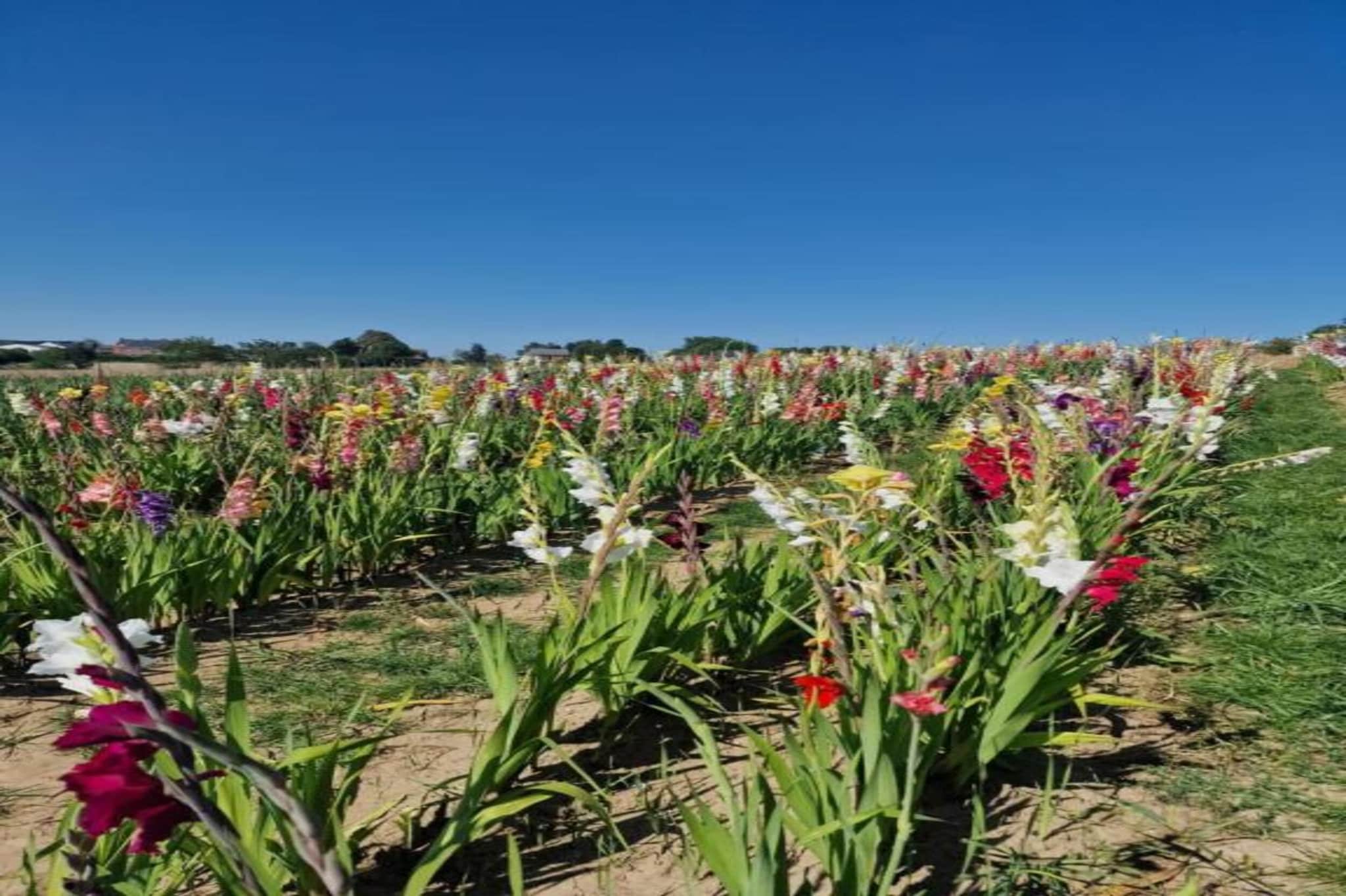 Macray La Colline aux Framboises-Gebieden zomer 20km
