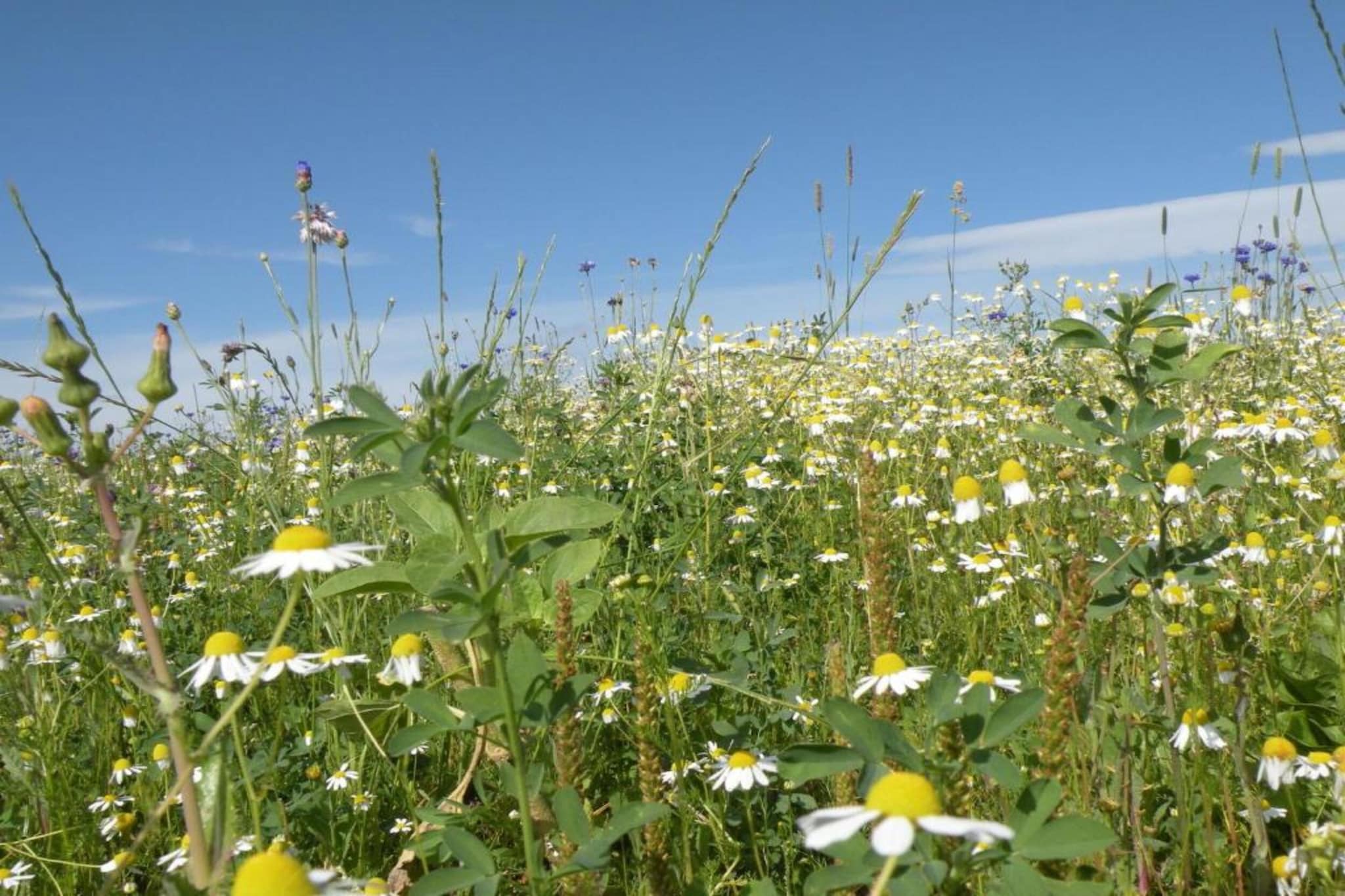 Macray La Colline aux Framboises-Gebieden zomer 20km