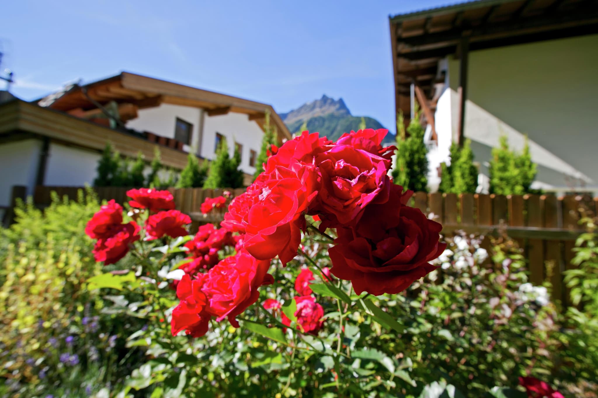Grüner-Garten Sommer