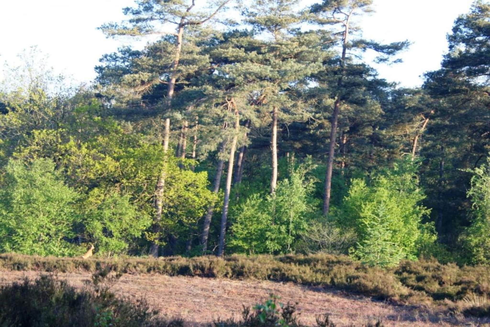 Residence De Eese 2-Gebieden zomer 20km