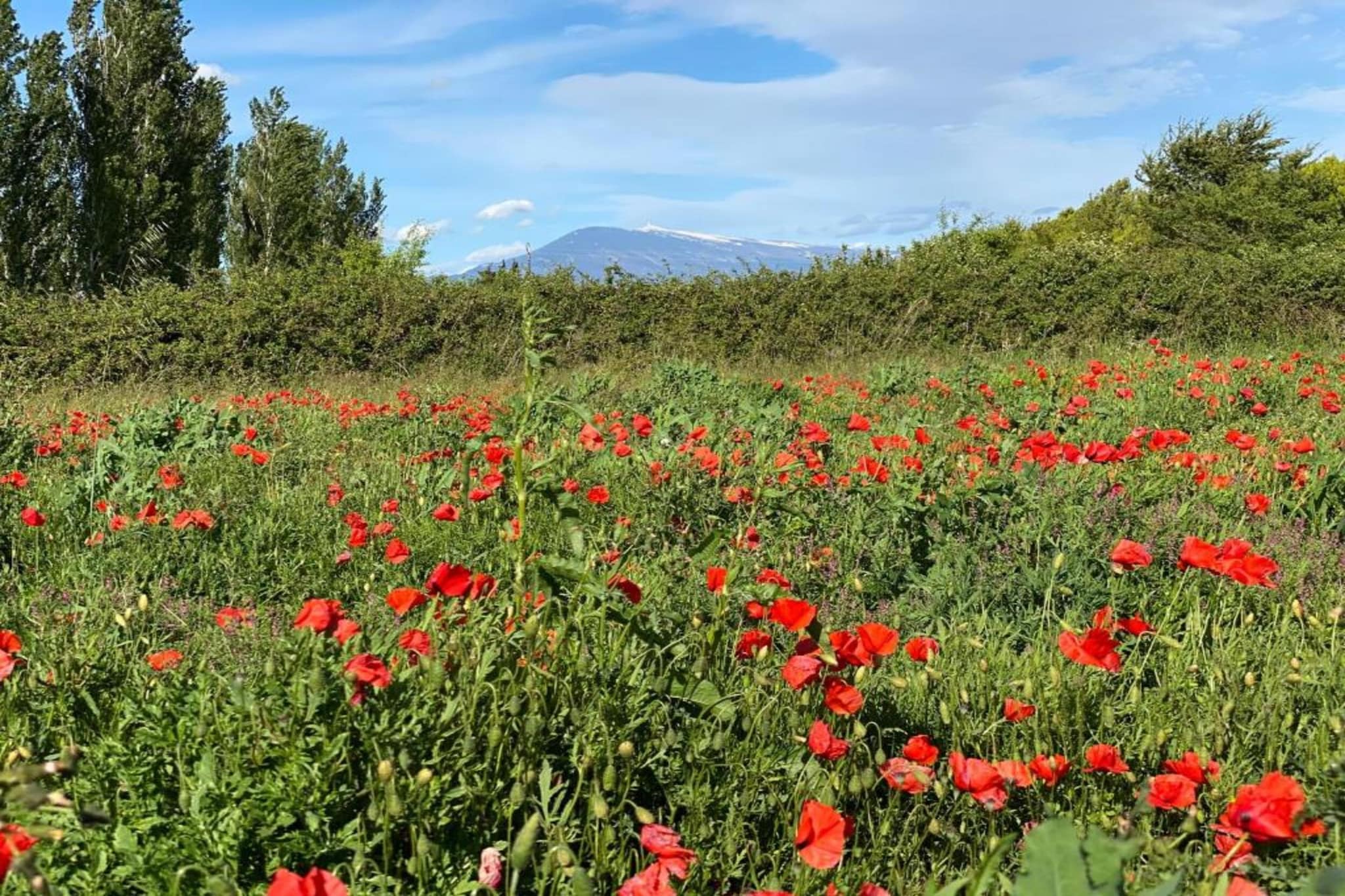 Les Demeures du Ventoux 1-Zones d'été à 20 km