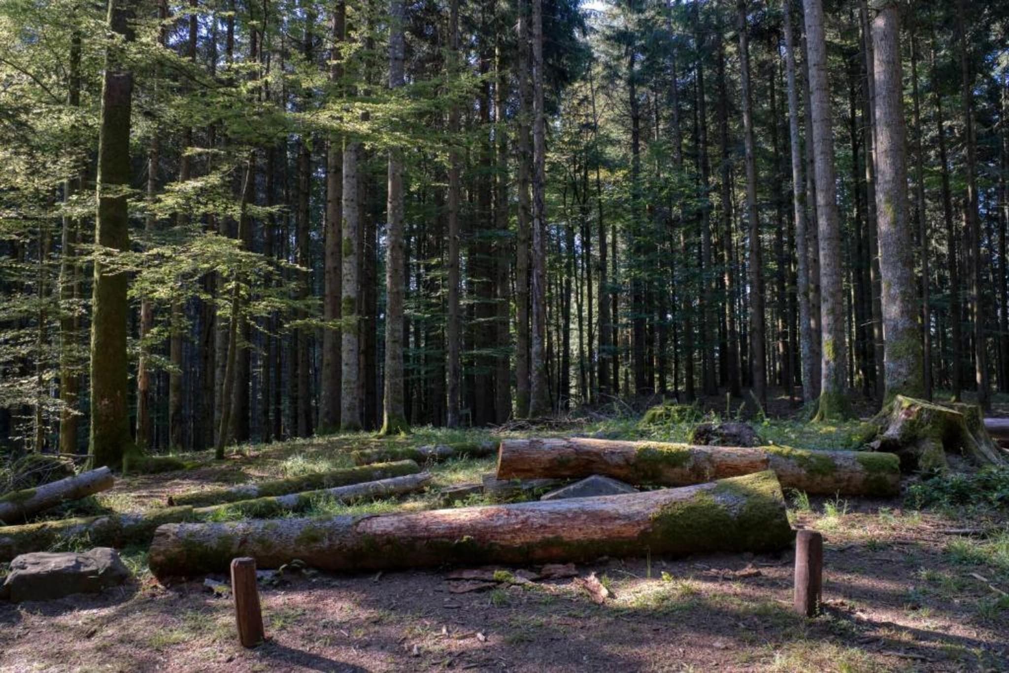 Lodge des Fagnes-Gebieden zomer 20km