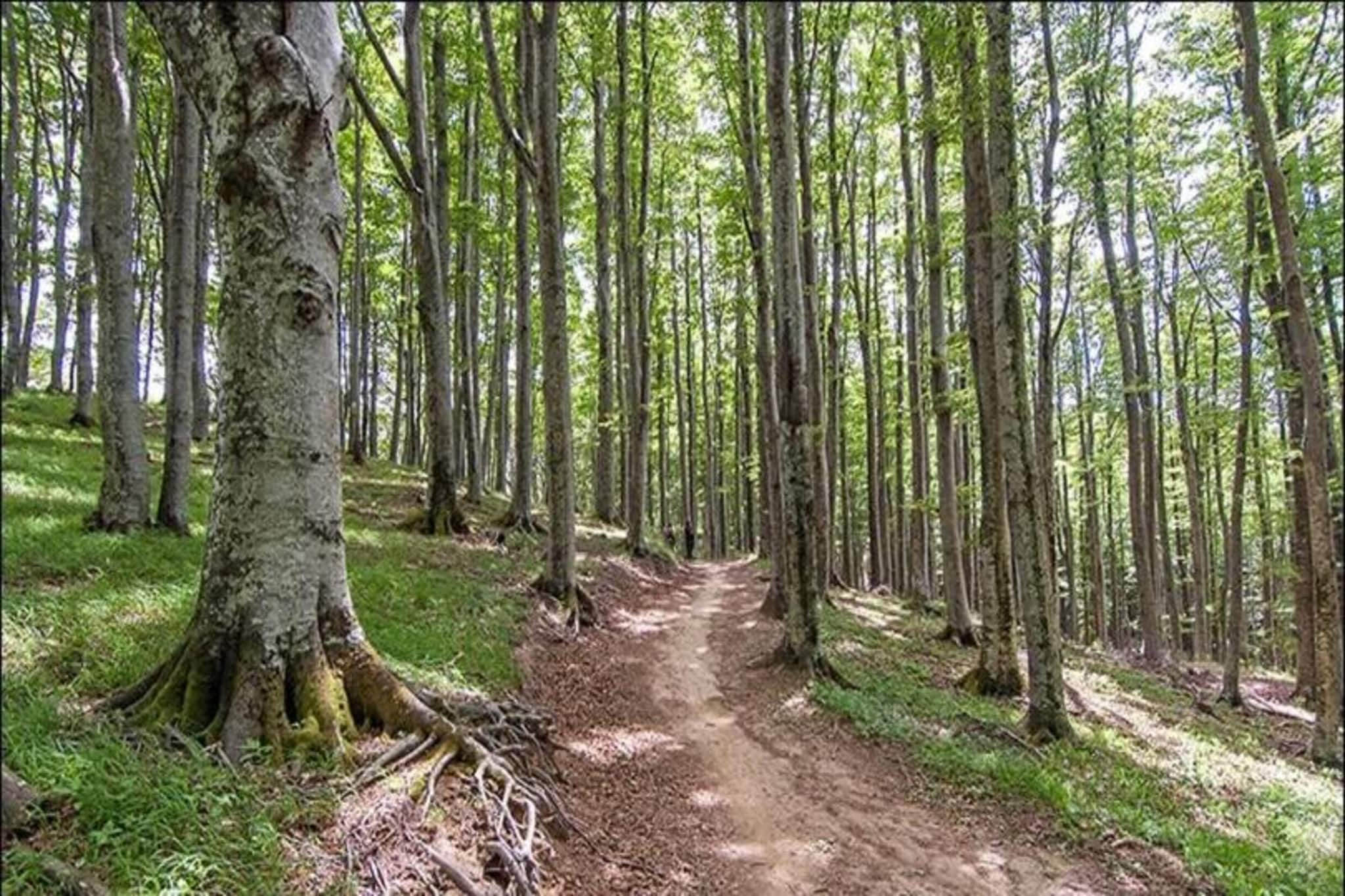 Lodge des Fagnes-Gebieden zomer 20km
