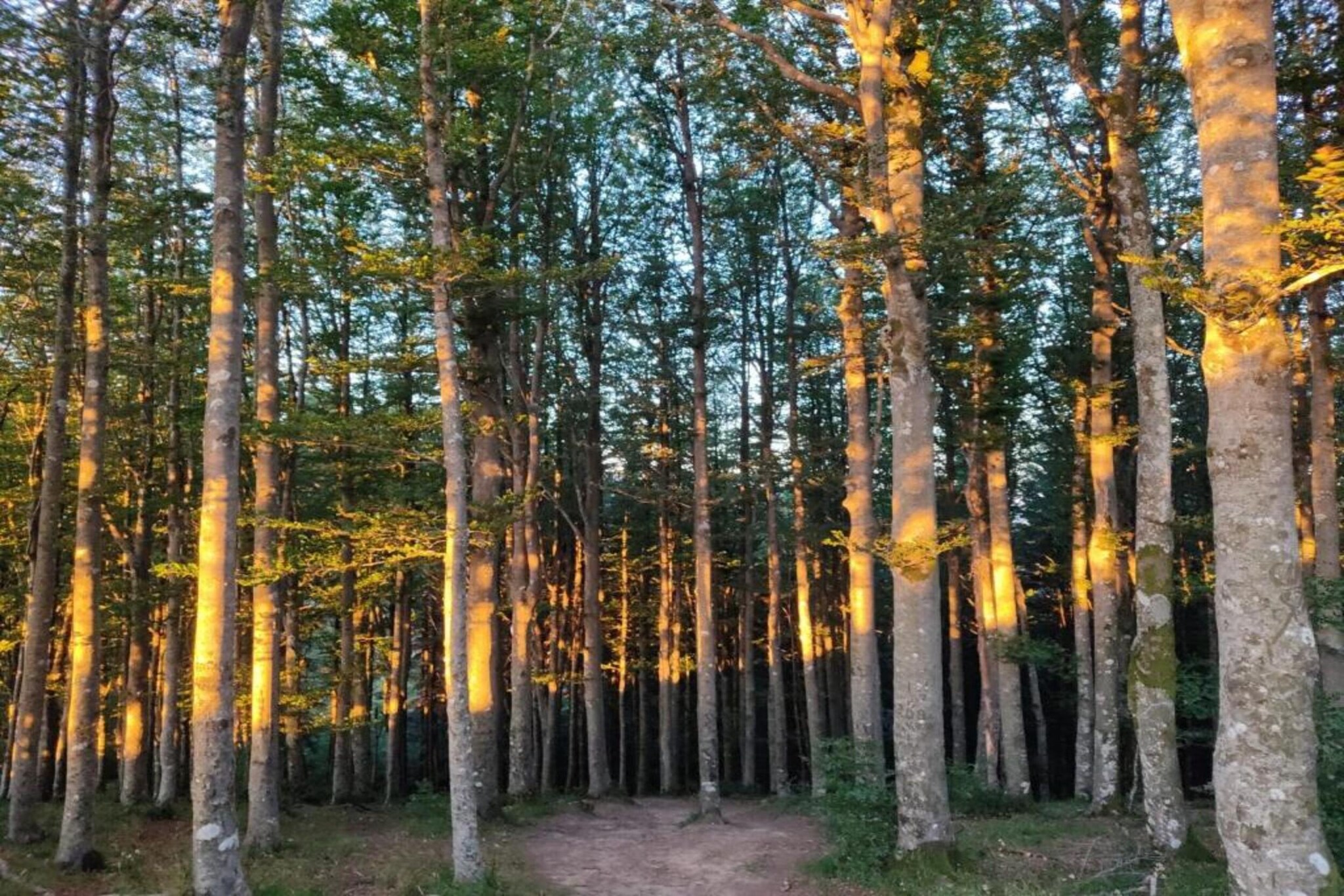 Lodge des Fagnes-Gebieden zomer 20km