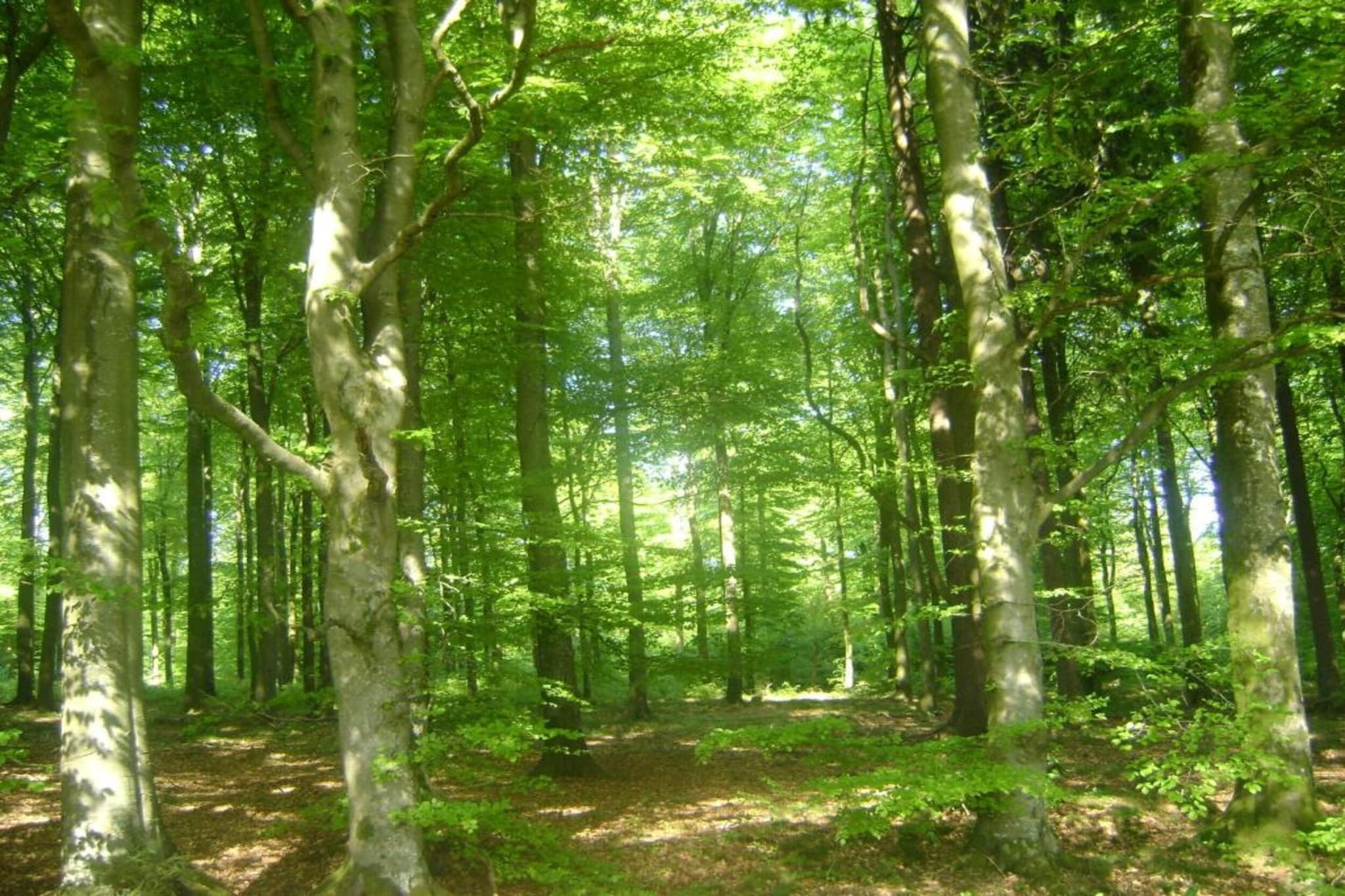 Perle d'Achouffe-Gebieden zomer 20km