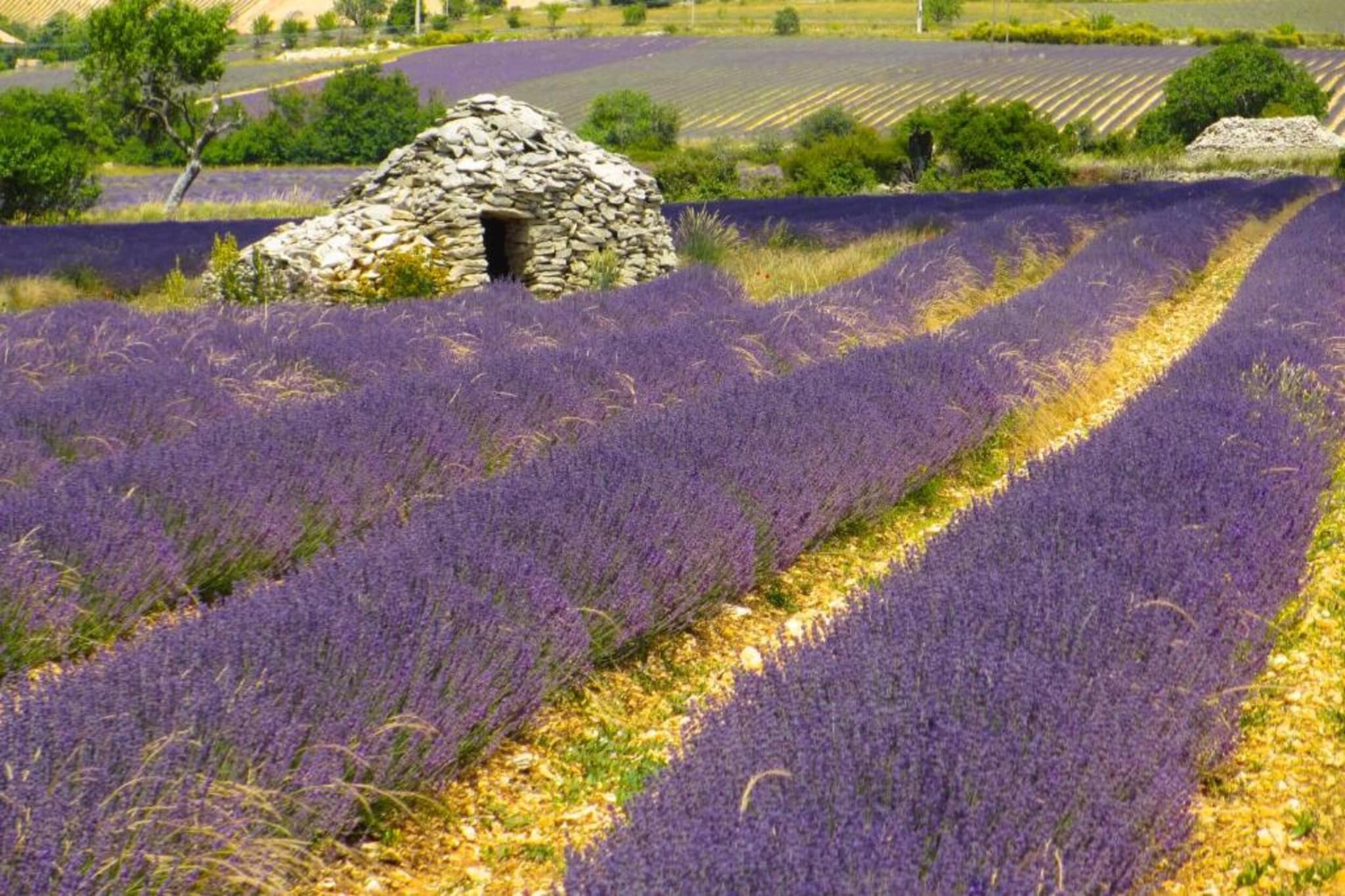 Au château près du Ventoux III-Gebieden zomer 5km