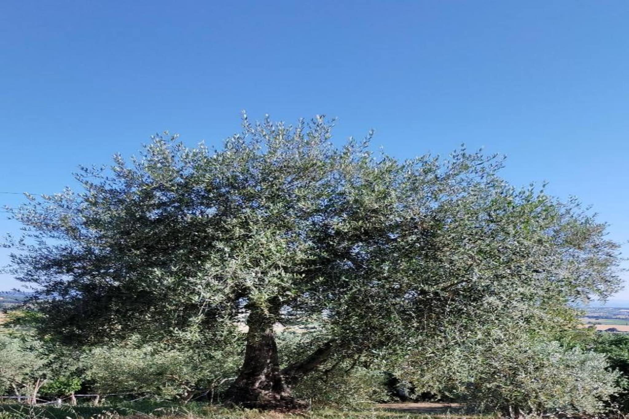 Casal Gheriglio Limonaia-Gebieden zomer 5km