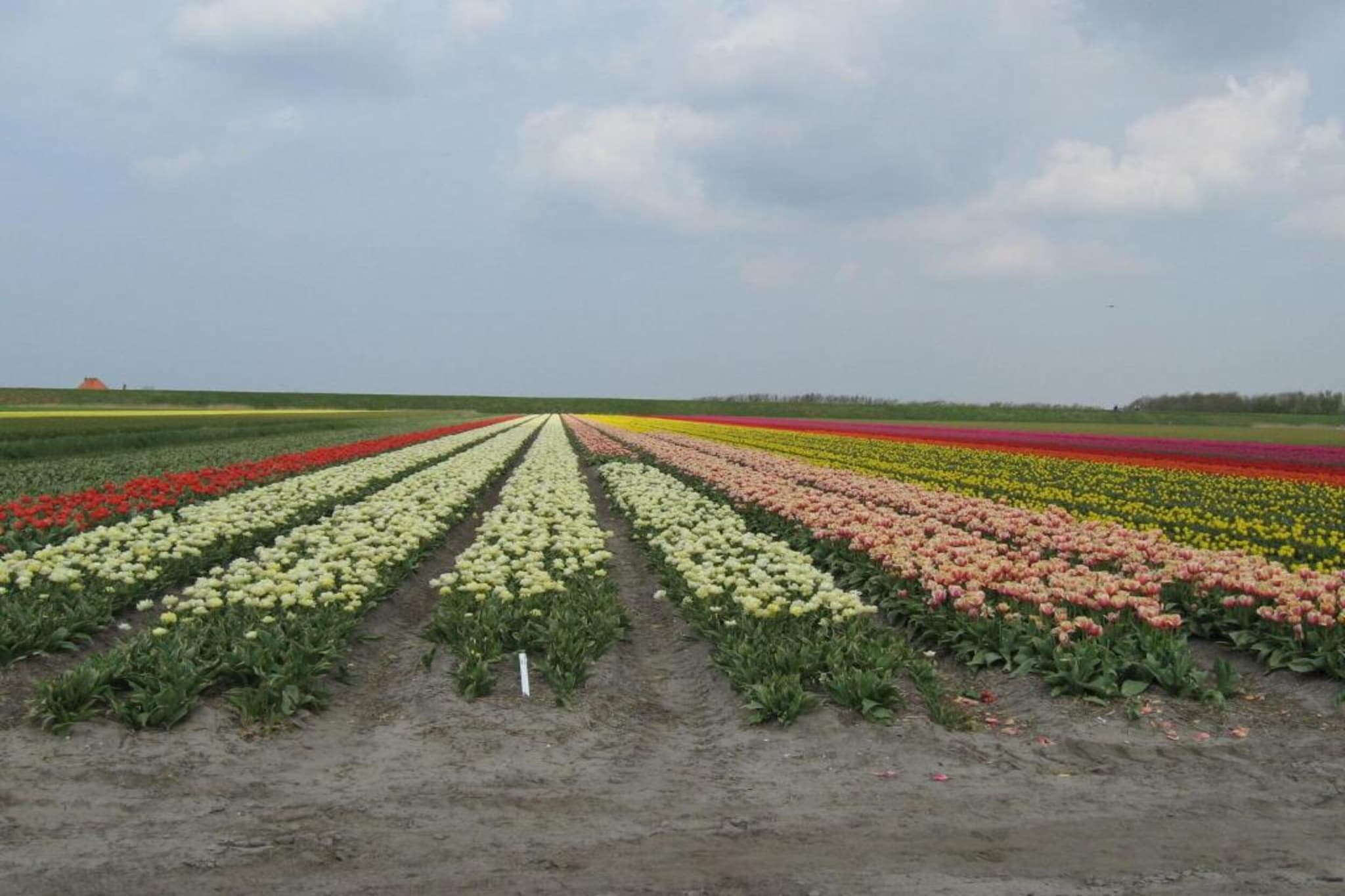 Hoeve Stolpwijk-Gebieden zomer 20km
