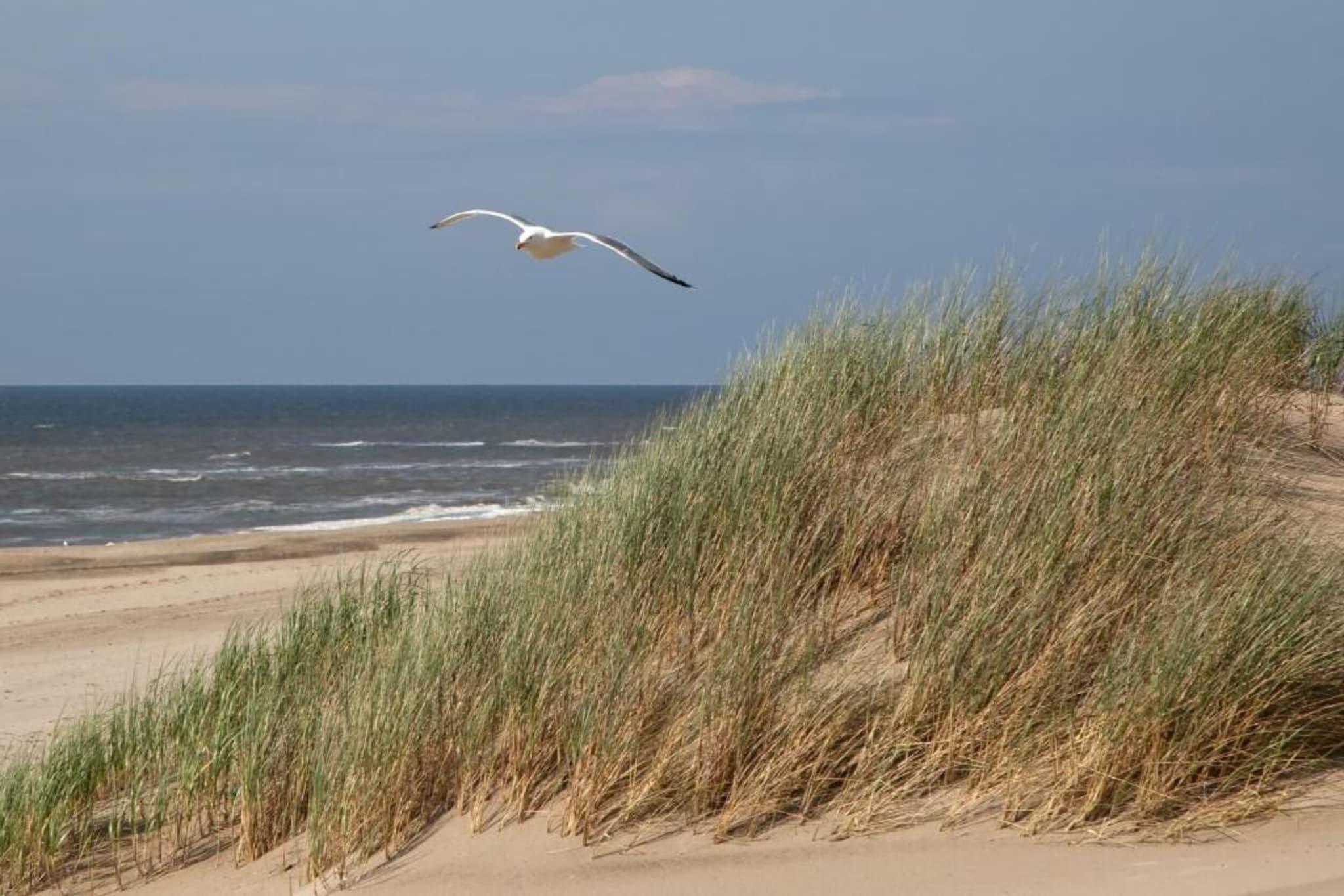 Zeearend Boulevard-Gebieden zomer 20km