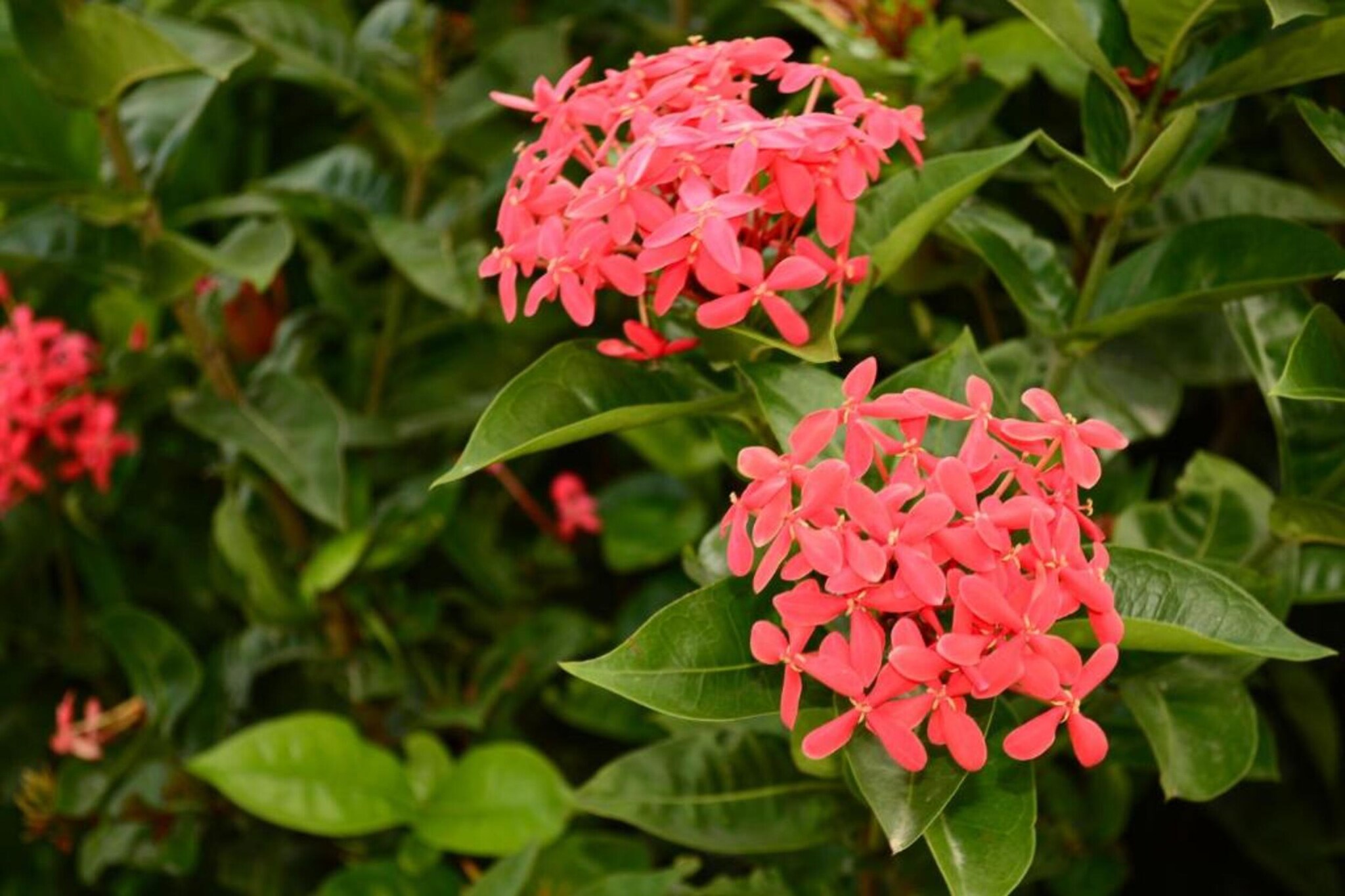 Villa Fleur de Marie-Areas summer 20km