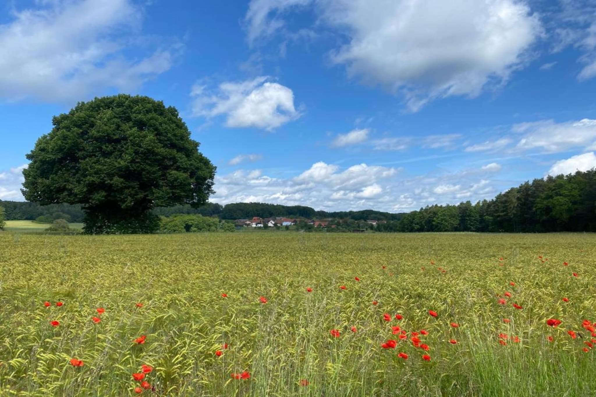 Wilder Wein-Gebieden zomer 20km