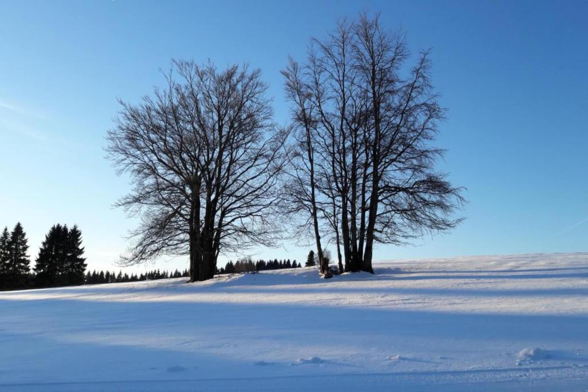 Thüringer Wald-Gebied winter 20km