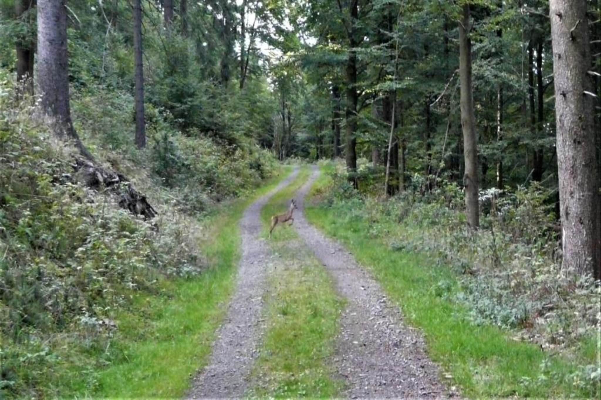 Thüringer Wald-Gebieden zomer 20km
