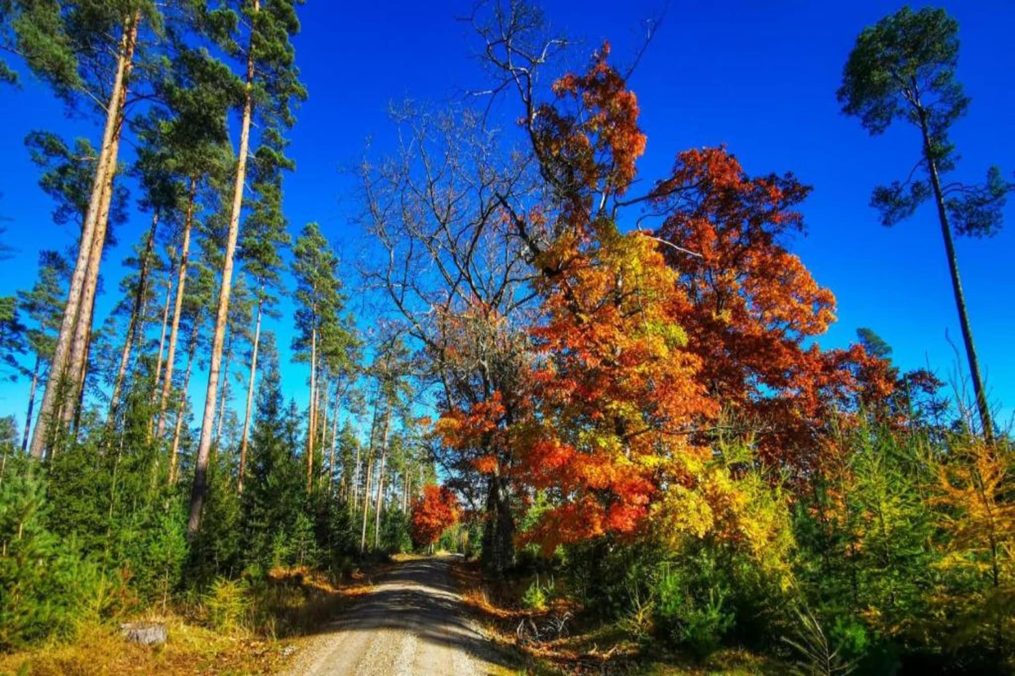 Thüringer Wald-Gebieden zomer 20km