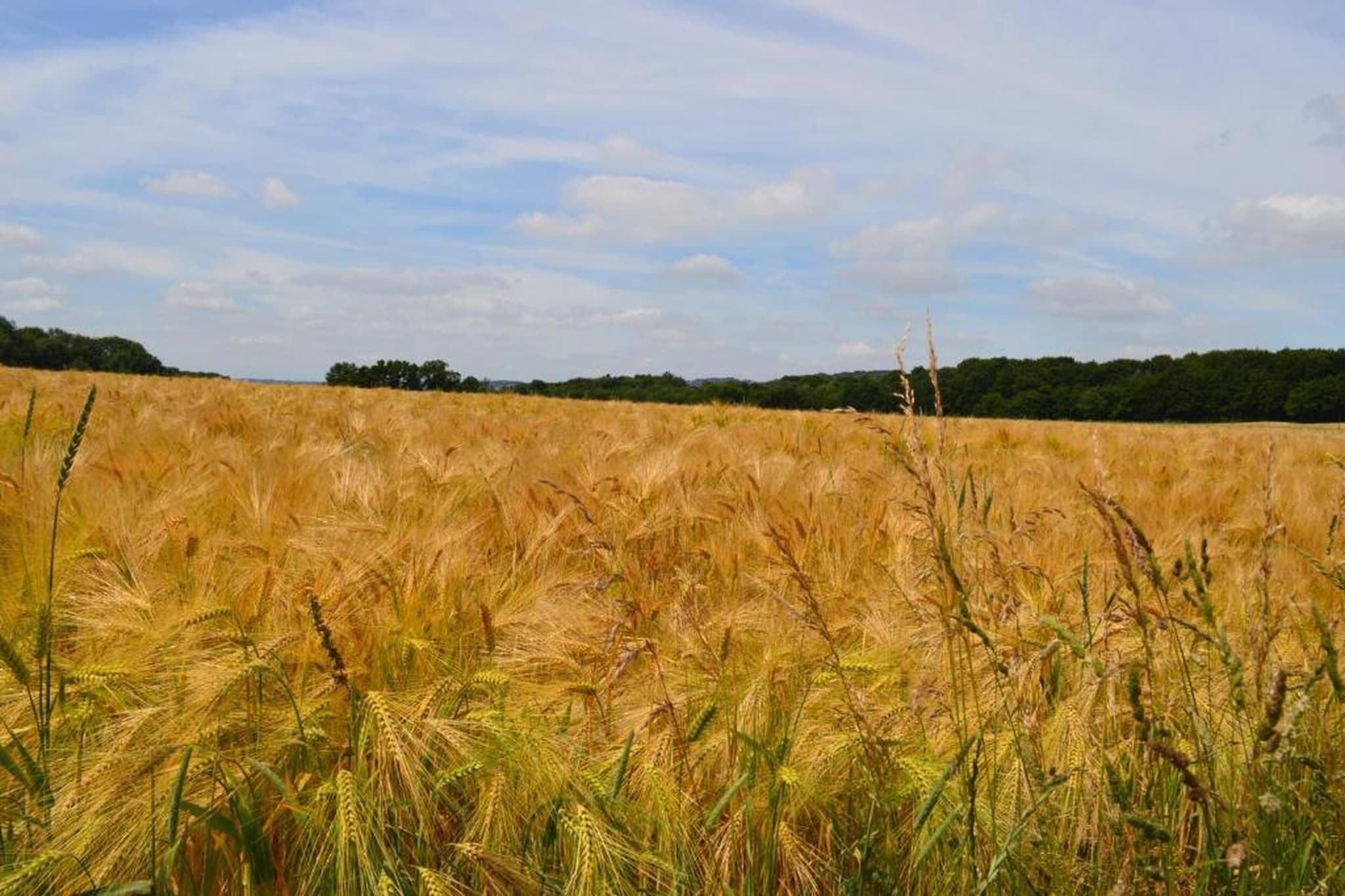 Poppenhuis-Areas summer 20km