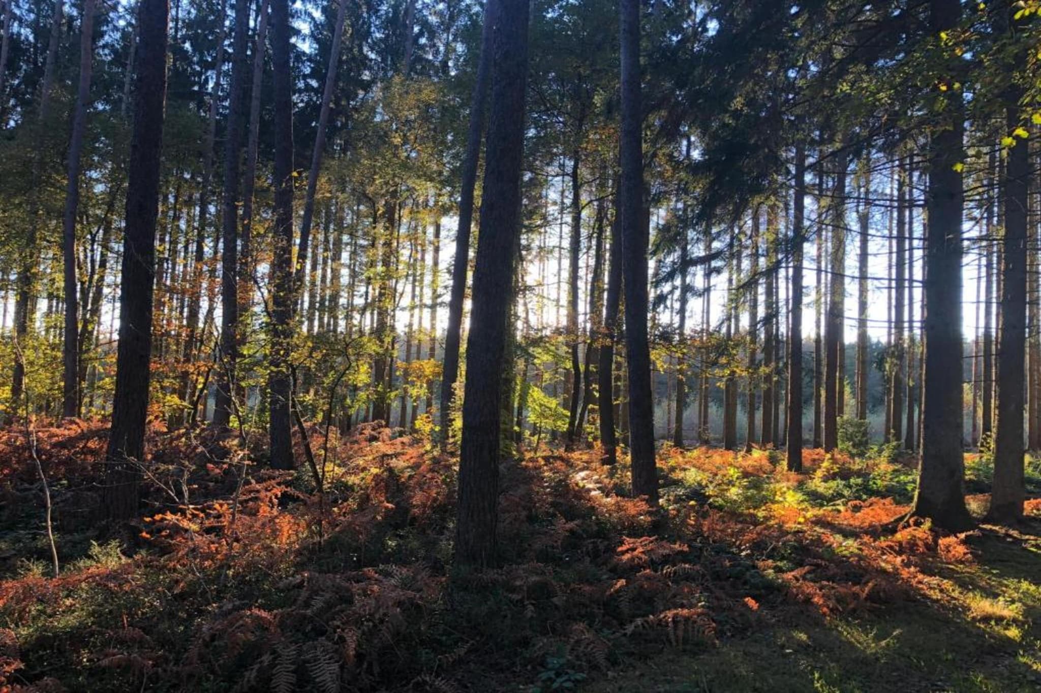 De Boshut-Areas summer 20km