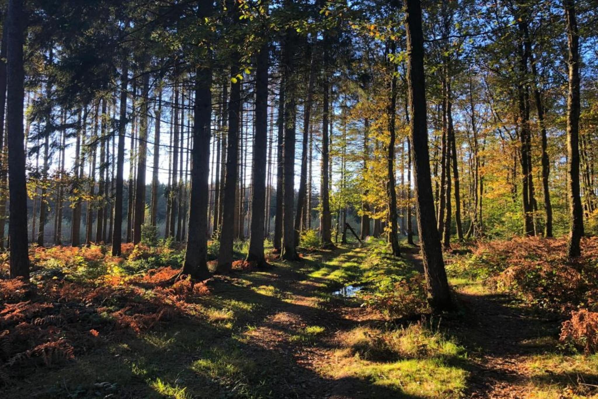 De Boshut-Areas summer 20km