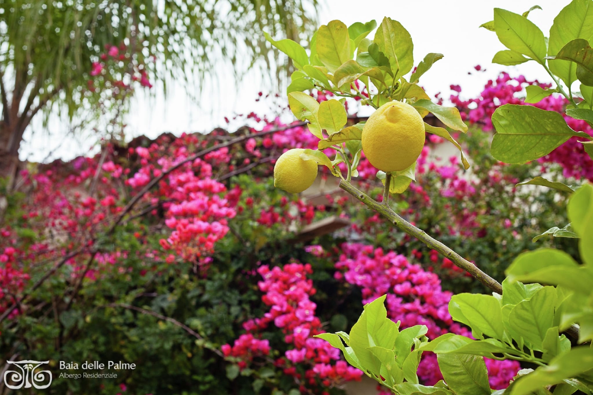 Garden Summer