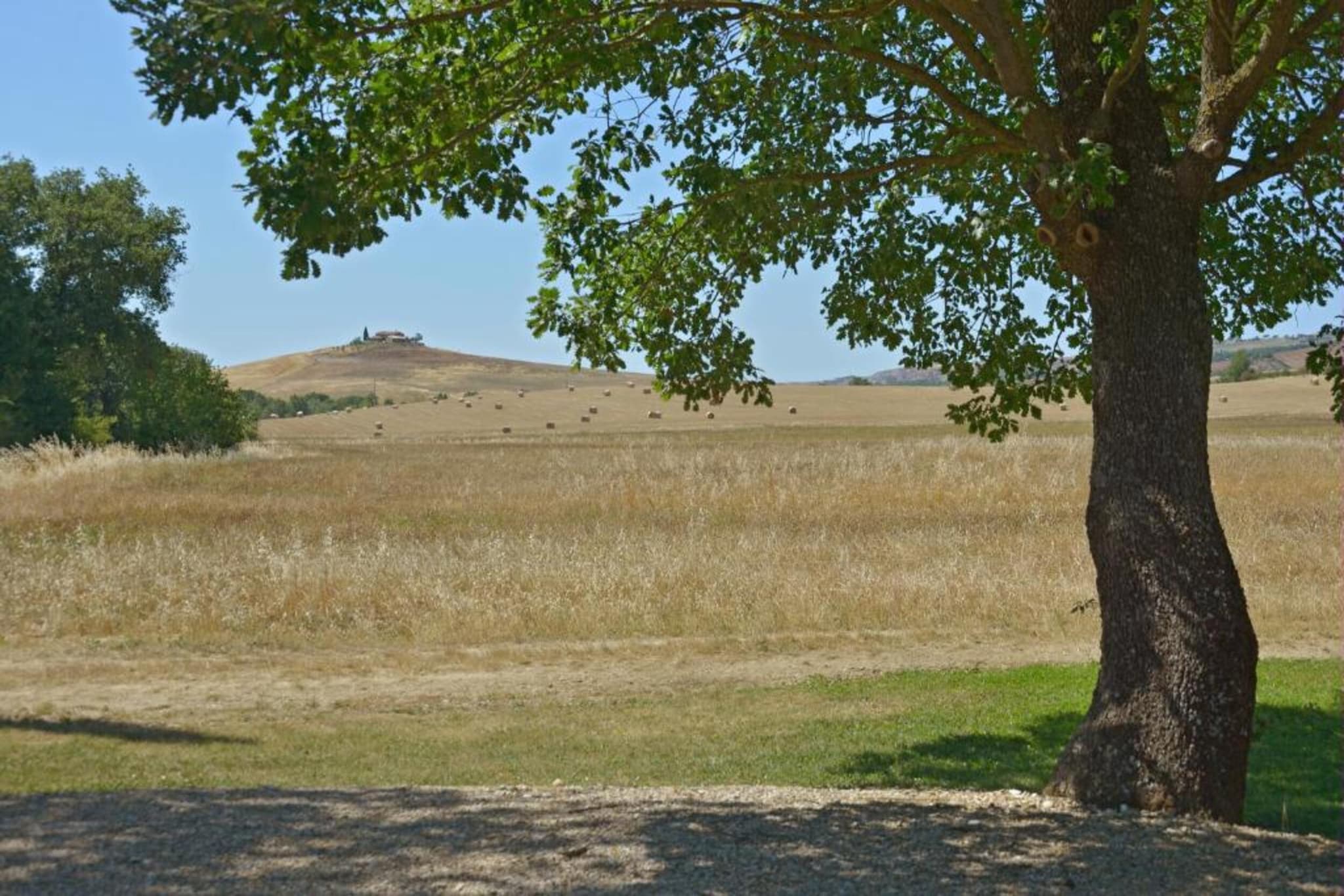 Mulino
