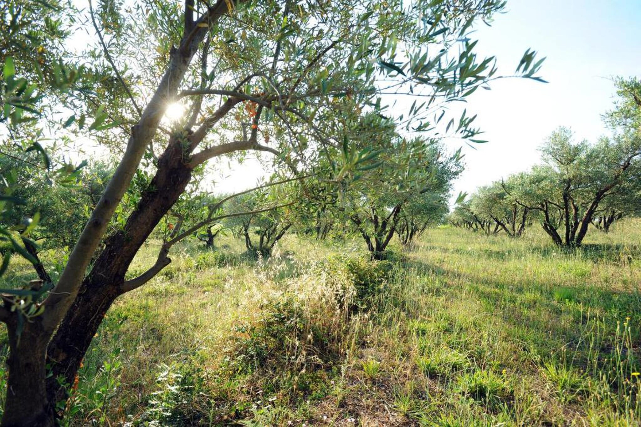 Le Domaine d'Enserune 3-Zones d'été à 20 km