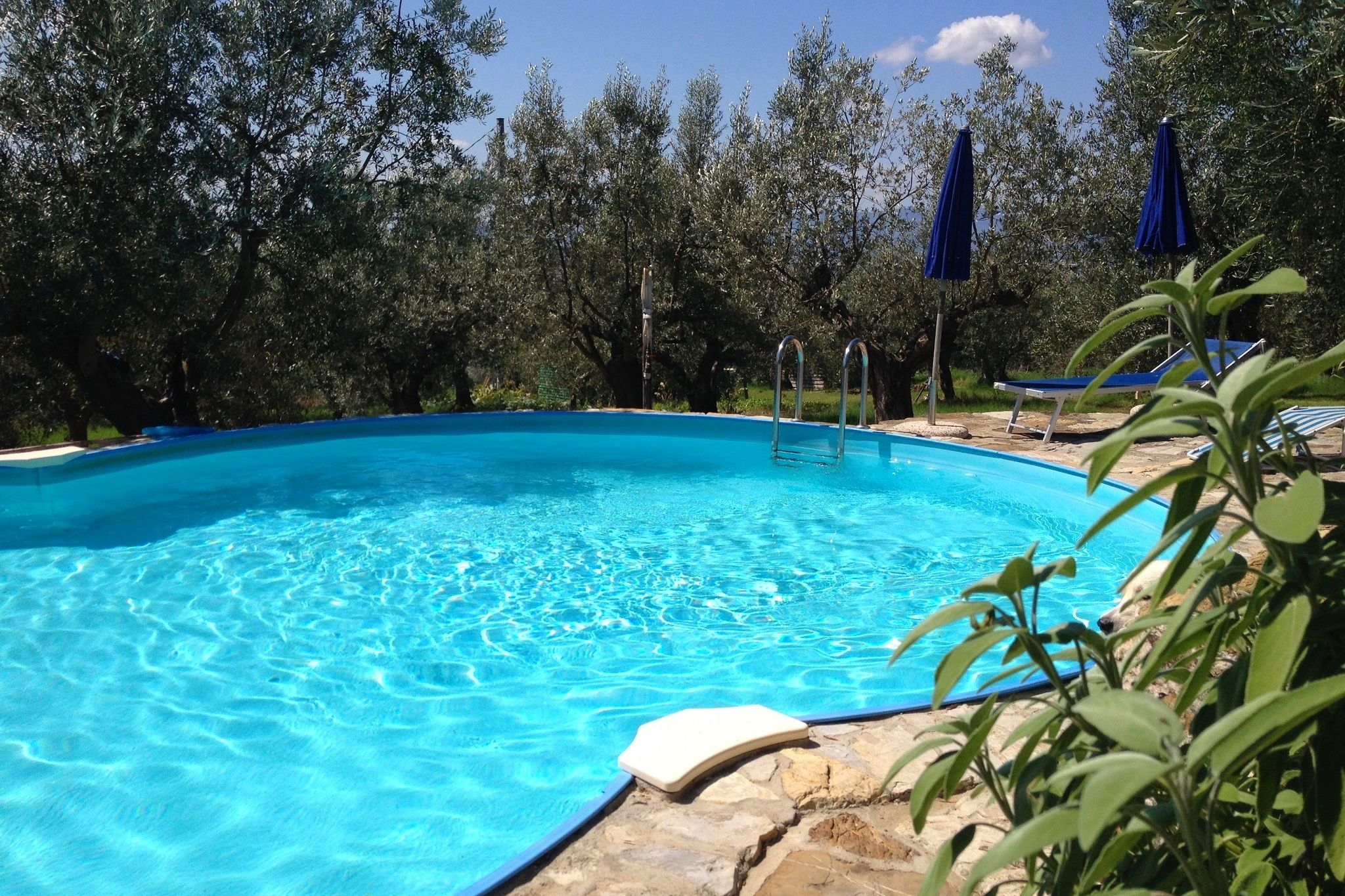 Agriturismo in natuurpark nabij Florence met prachtig zwembad tussen olijfbomen