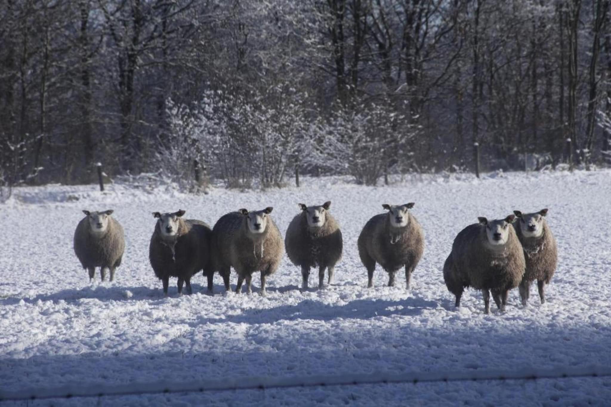Residence de Eese 11-Gebied winter 20km
