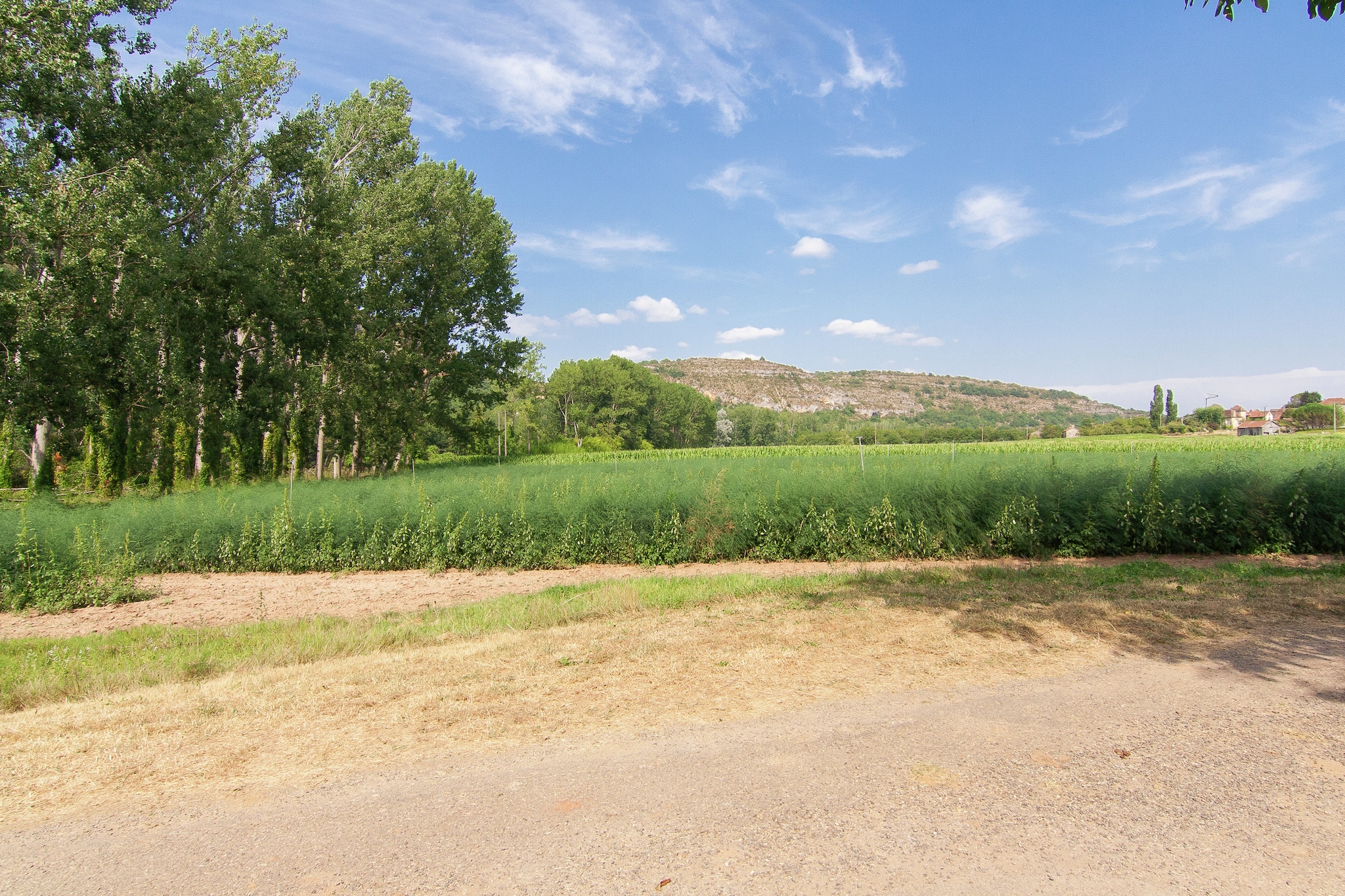 View Summer