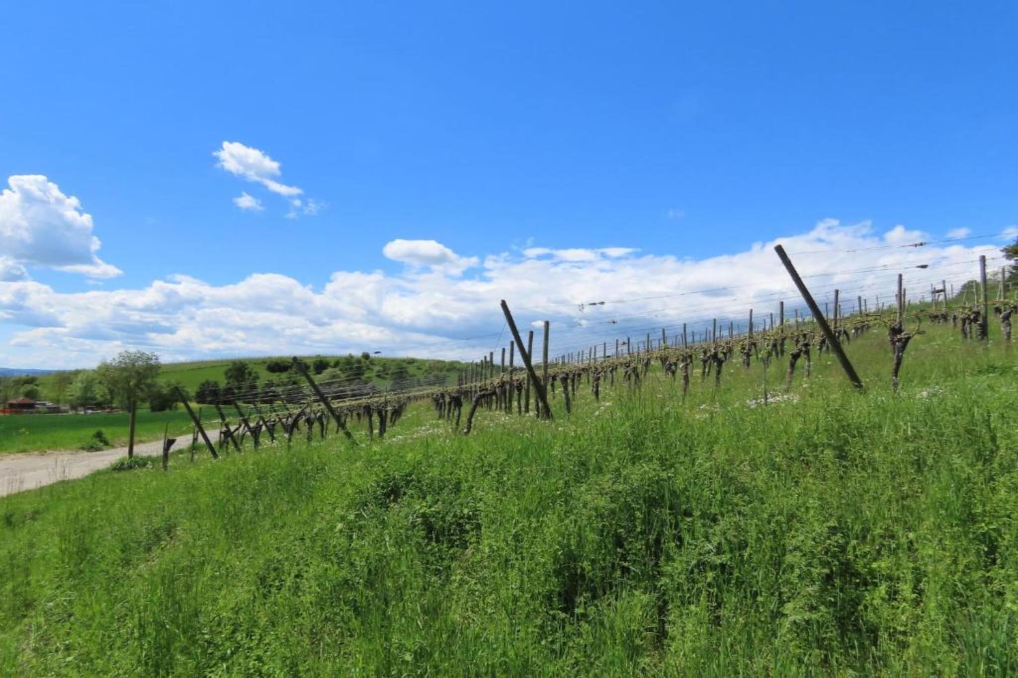 Am Bodensee-Gebieden zomer 20km