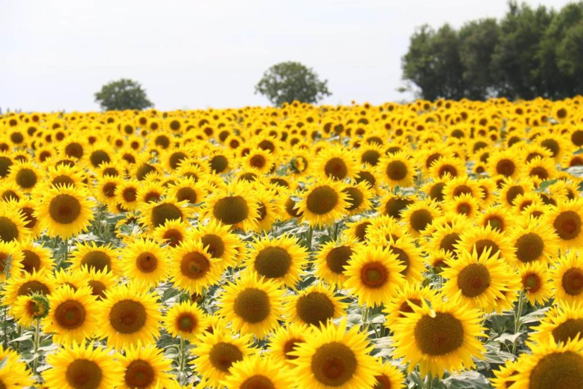 La Tour-Gebiete Sommer 20 km