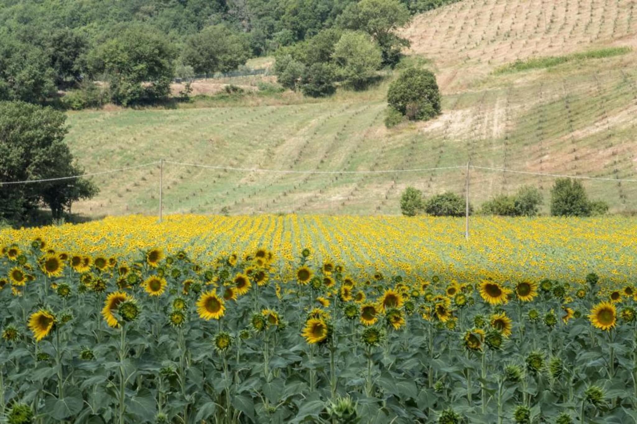 Villa Monte Acuto-Gebieden zomer 5km